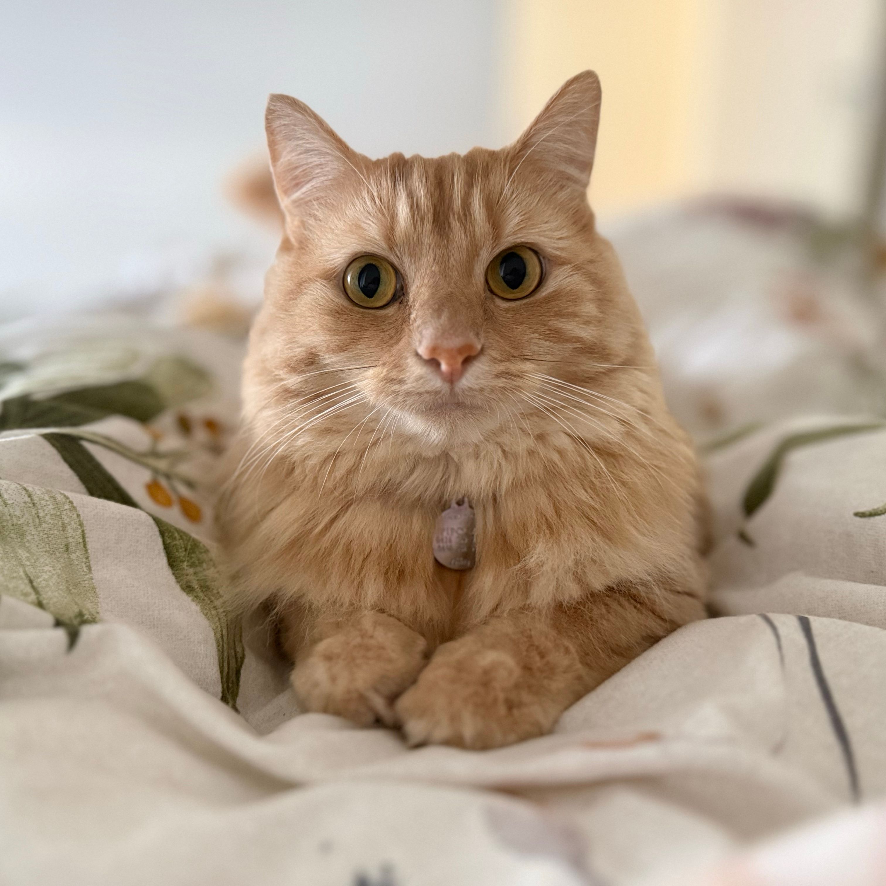 Pipoca