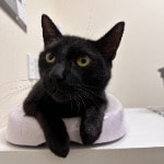 Salem