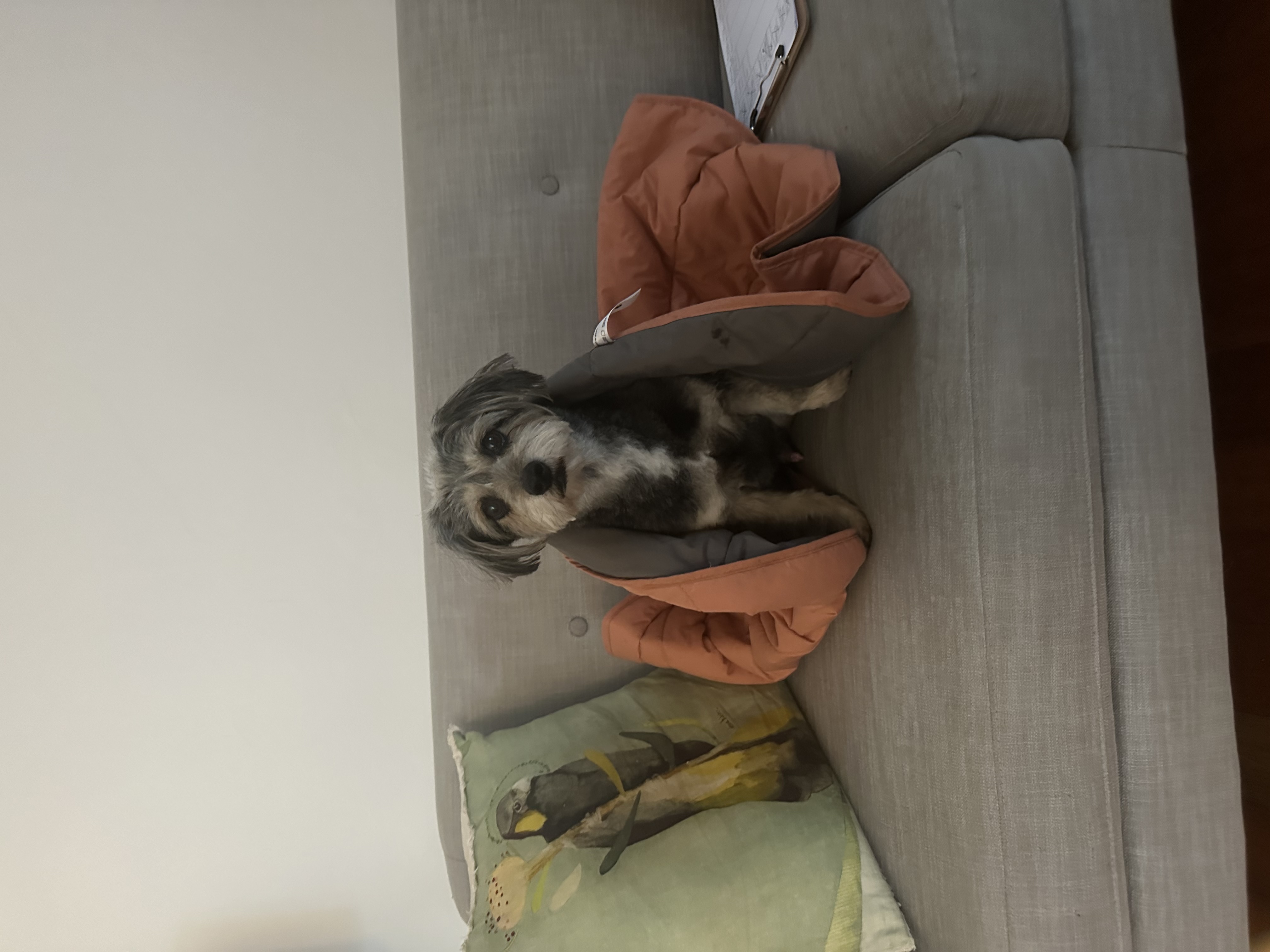 image-7
