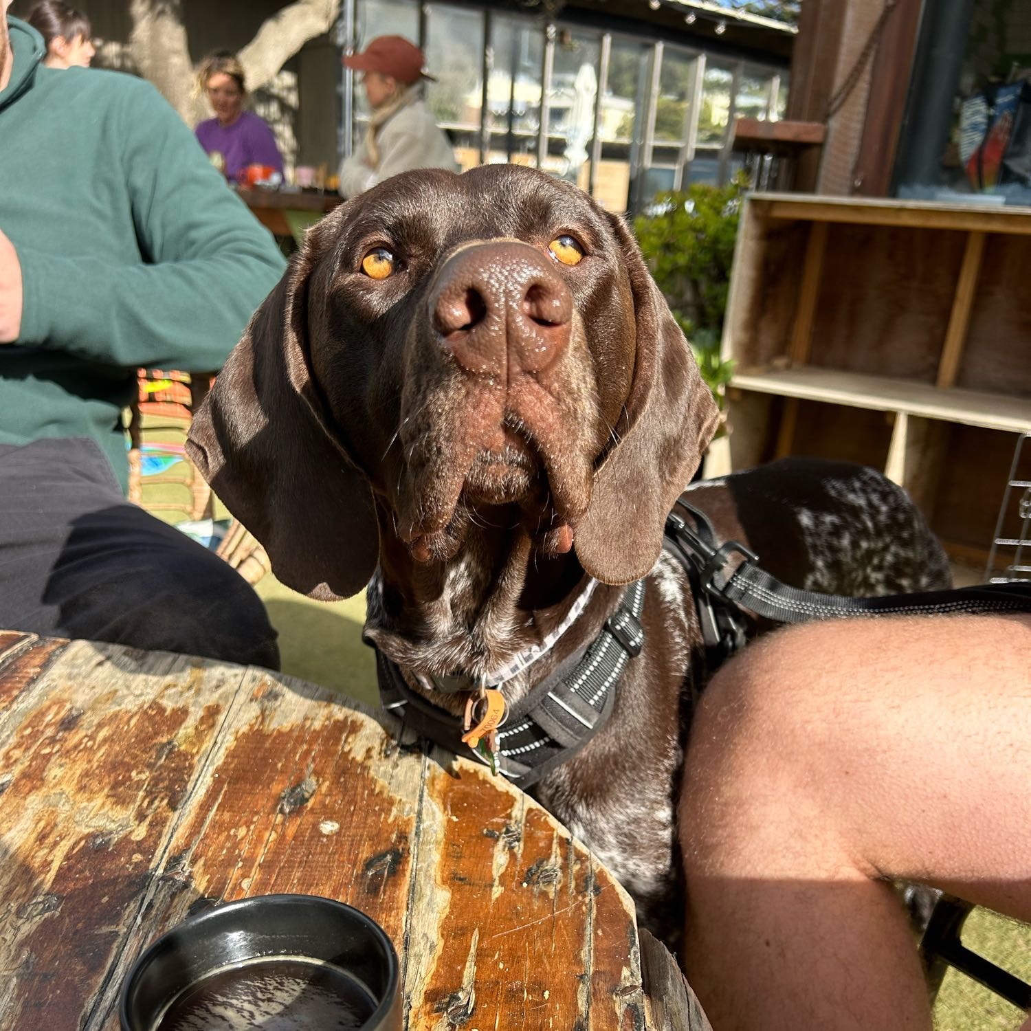 Schooner 