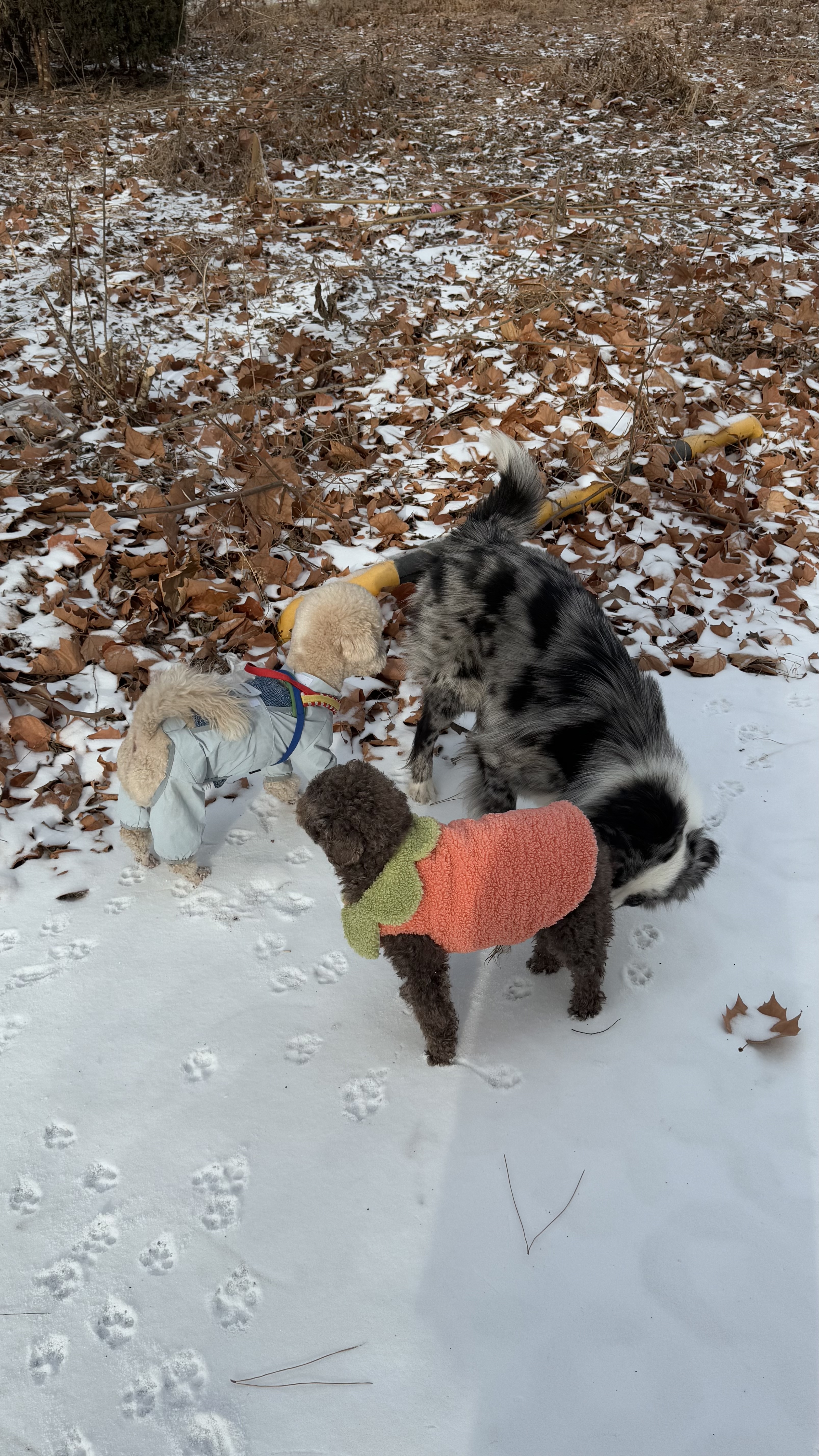 image-7