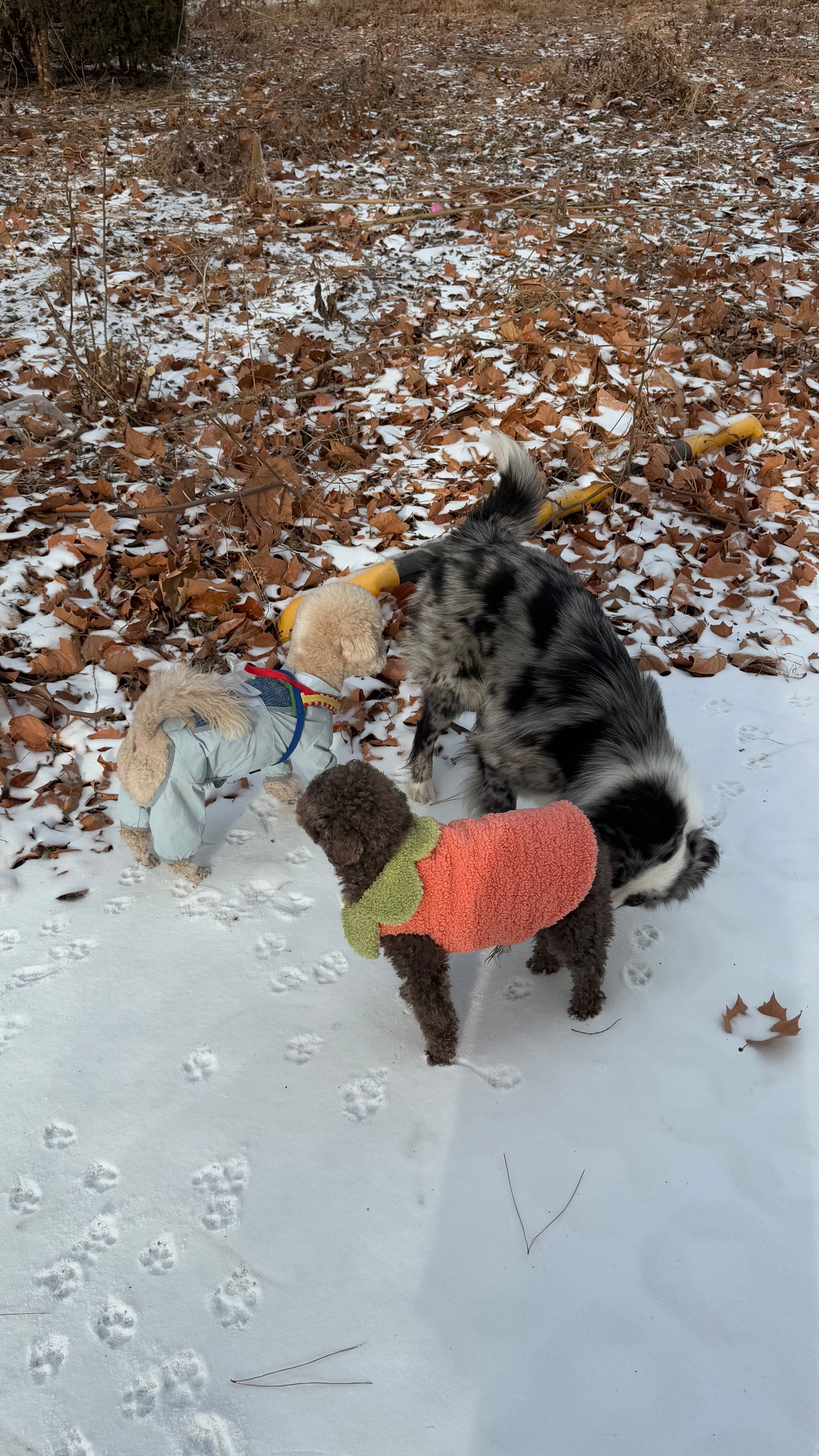 image-7