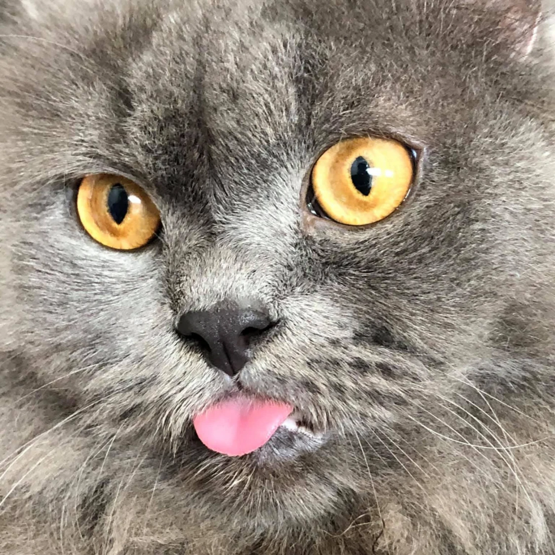 Mochá
