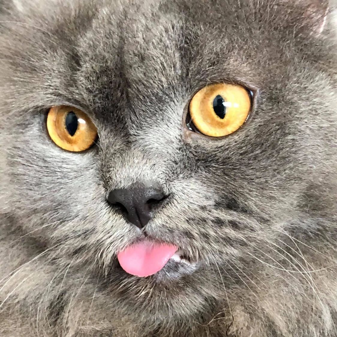 Mochá
