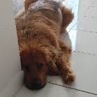 Tora