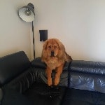 Rollo