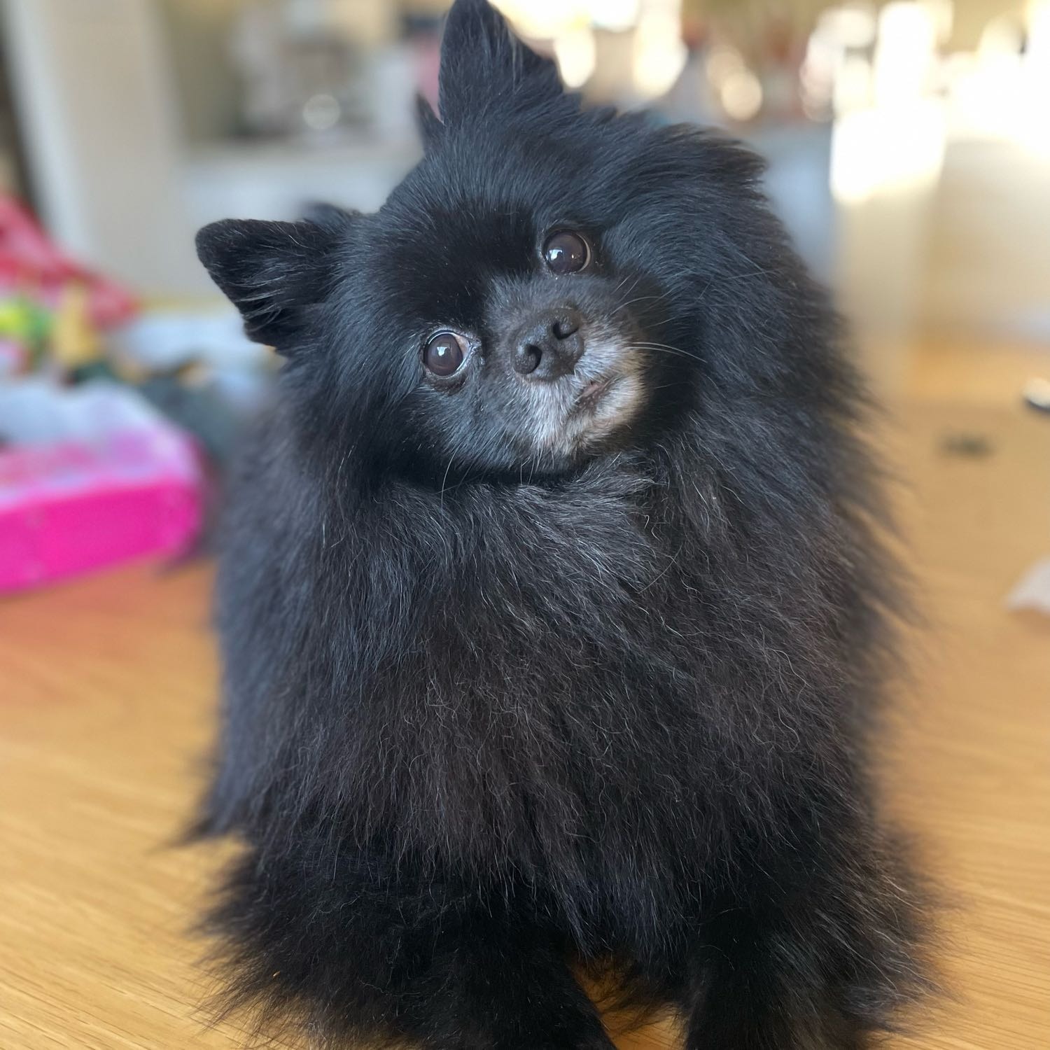 Kimba