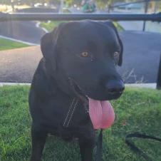 Finnegan