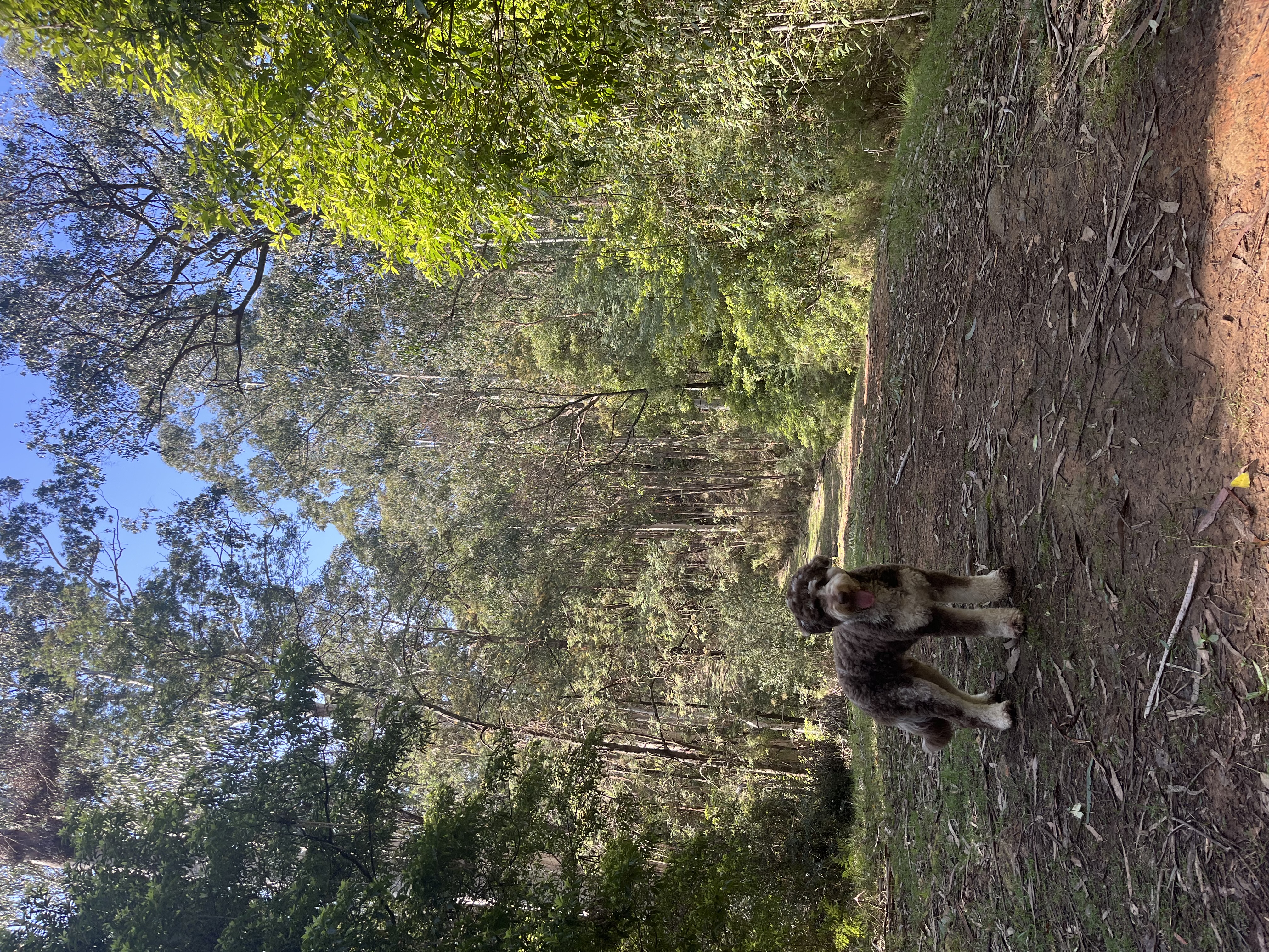 image-7