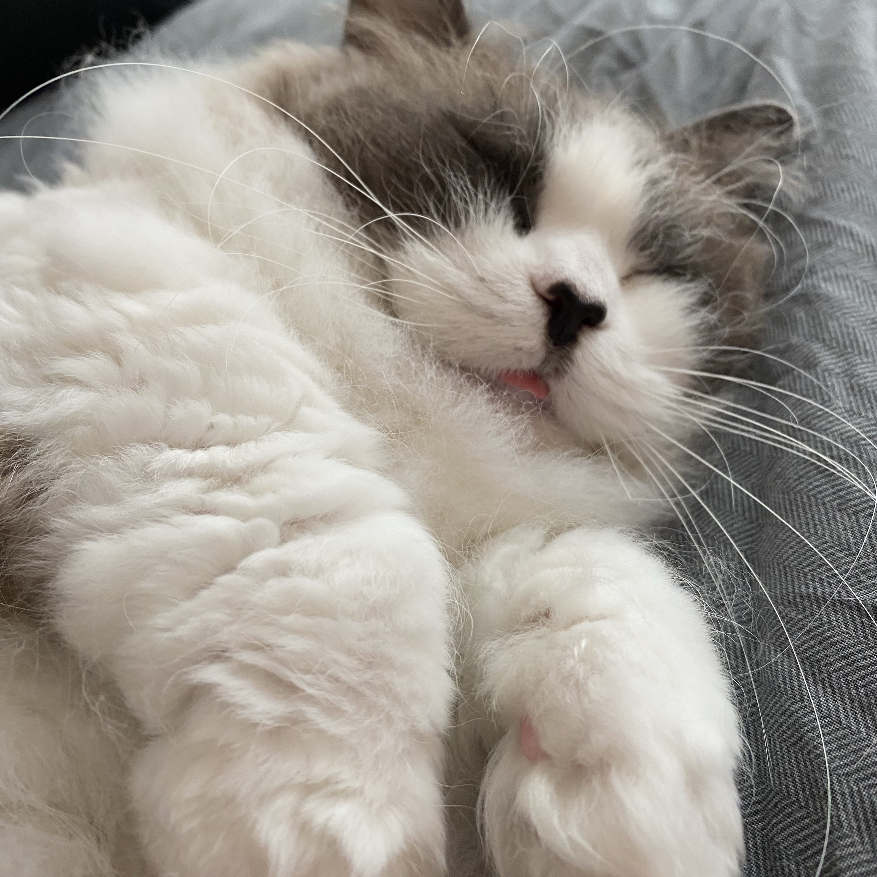 Cotton
