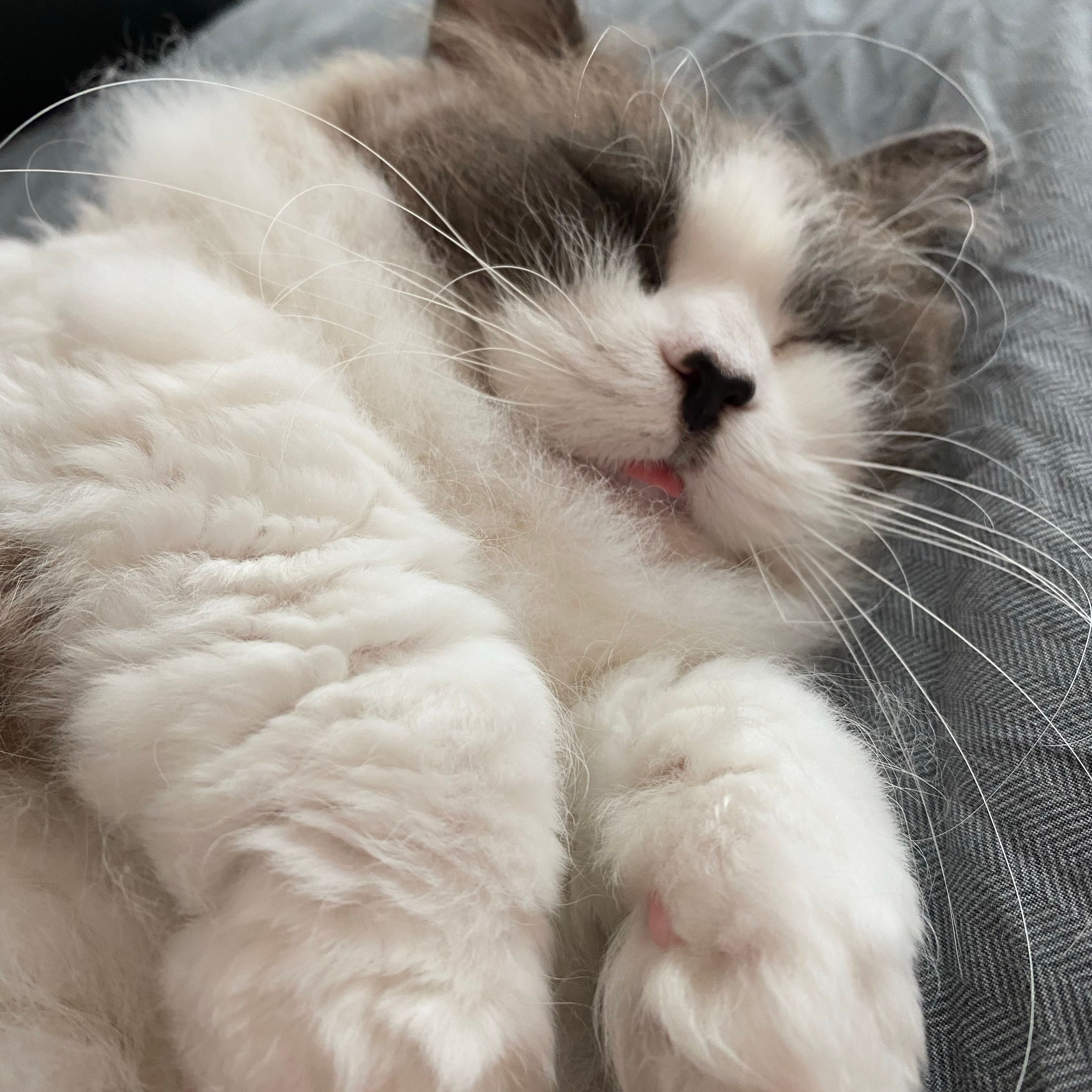 Cotton
