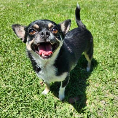 Shyla