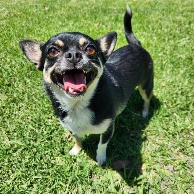 Shyla