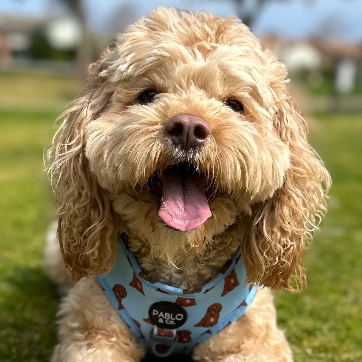 pablo