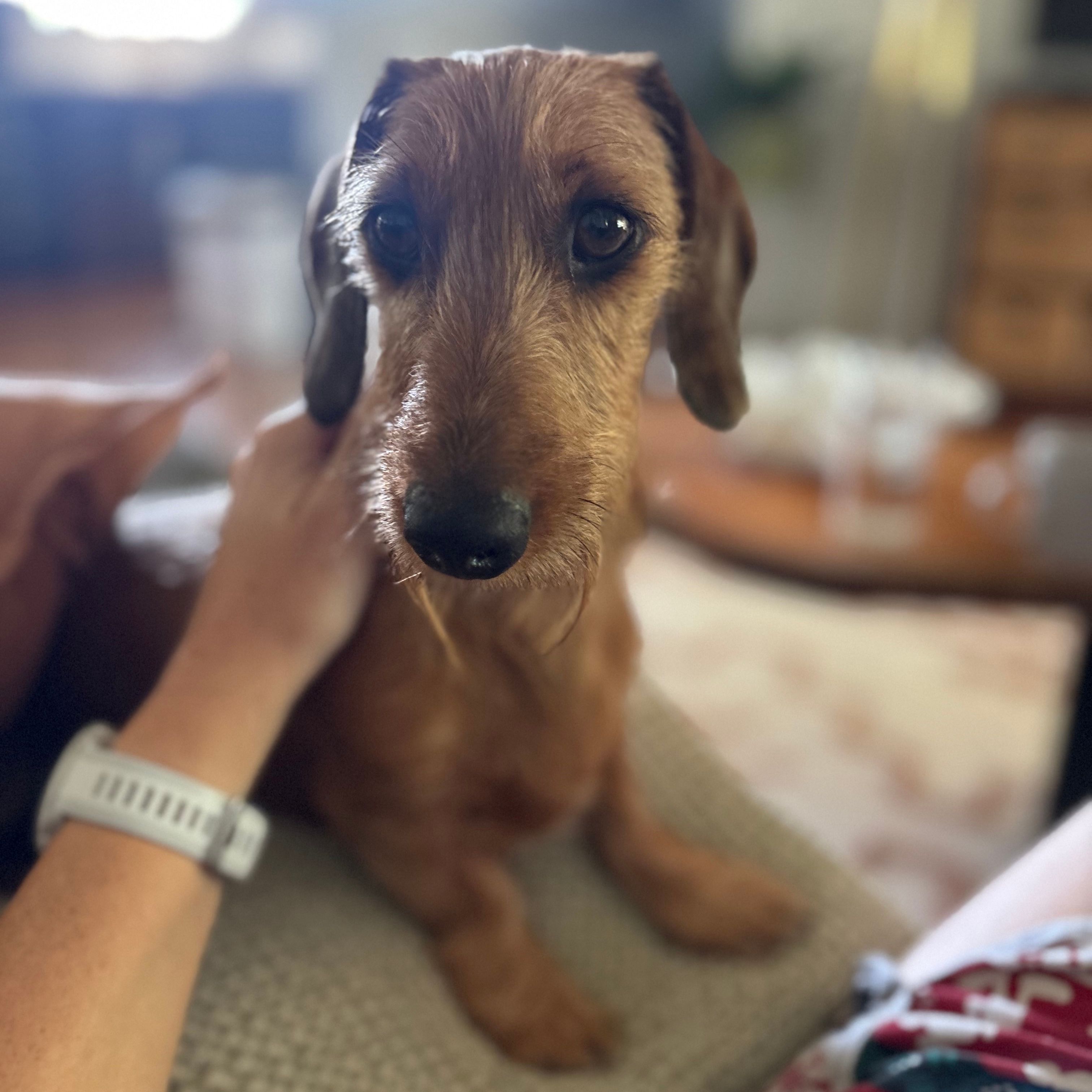 Chewie
