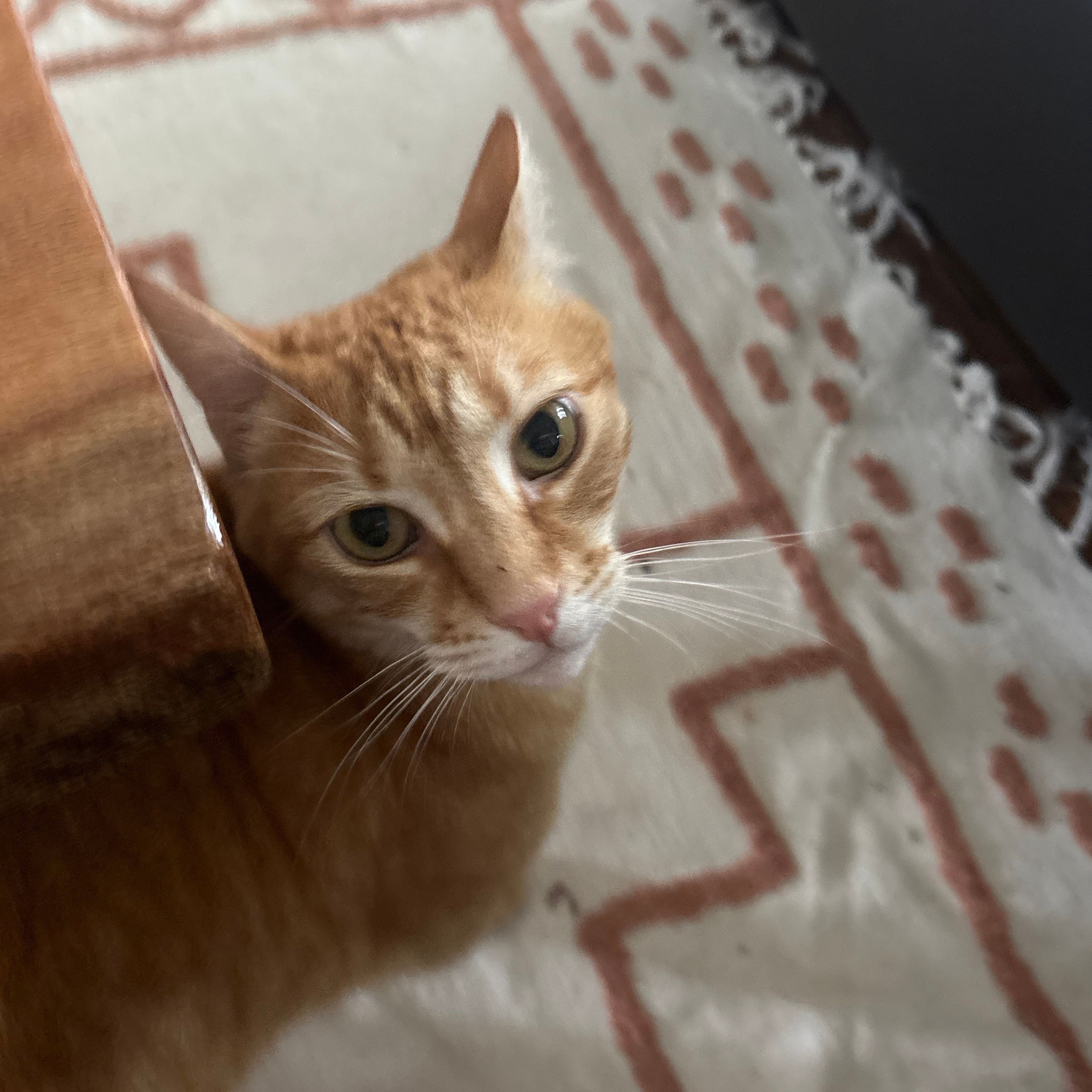 Catty