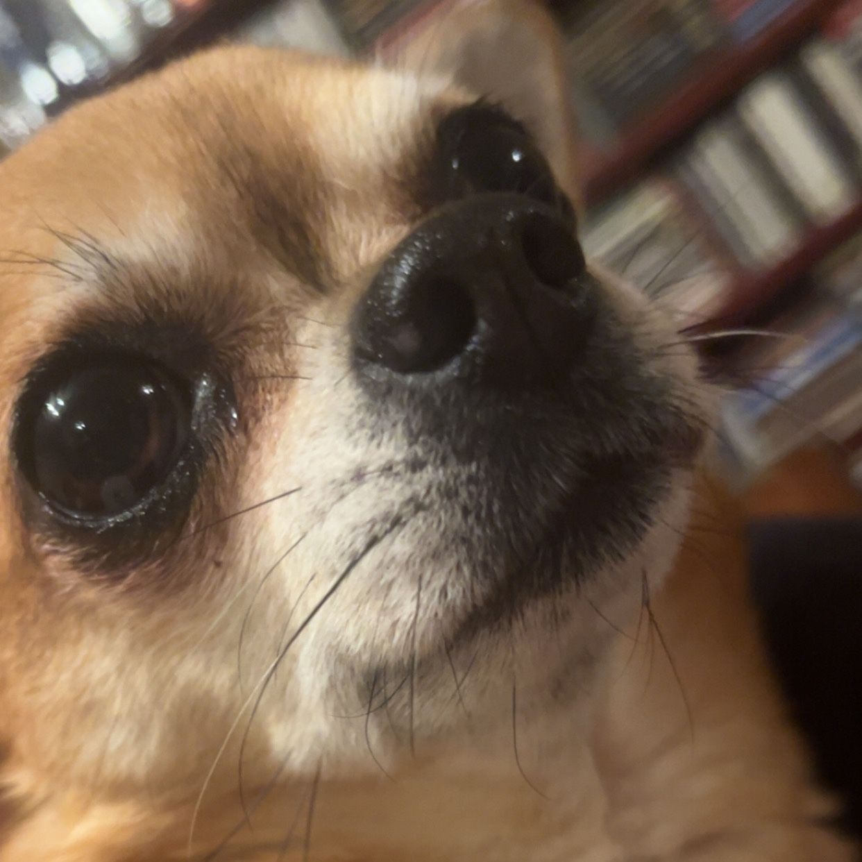 Mika