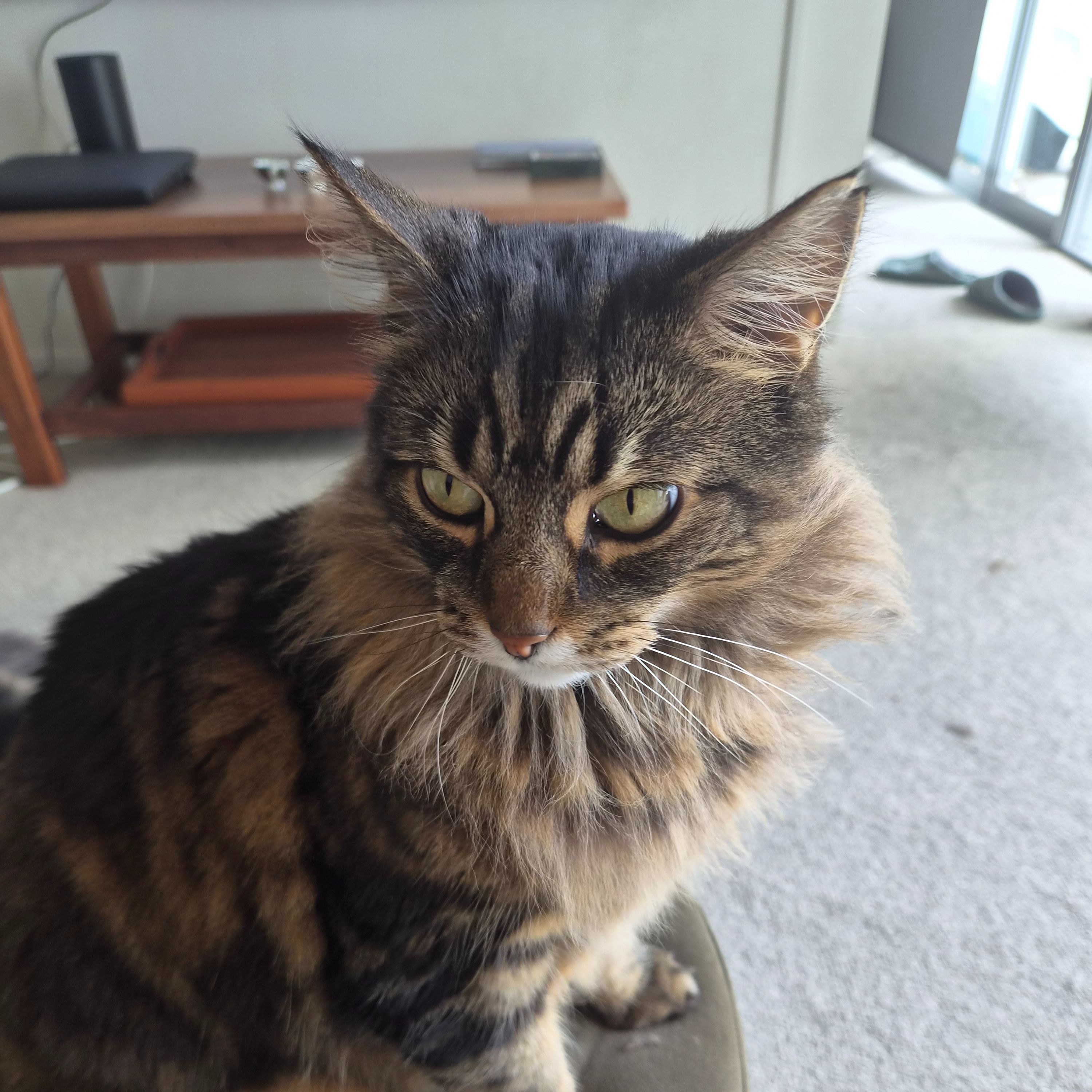 Winston 