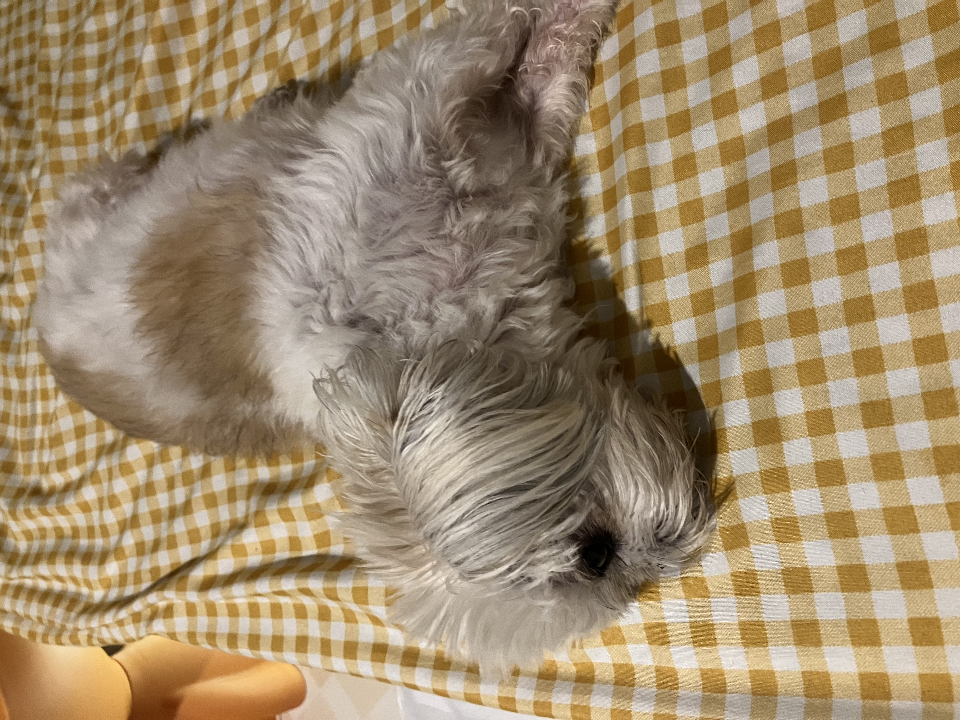 image-12
