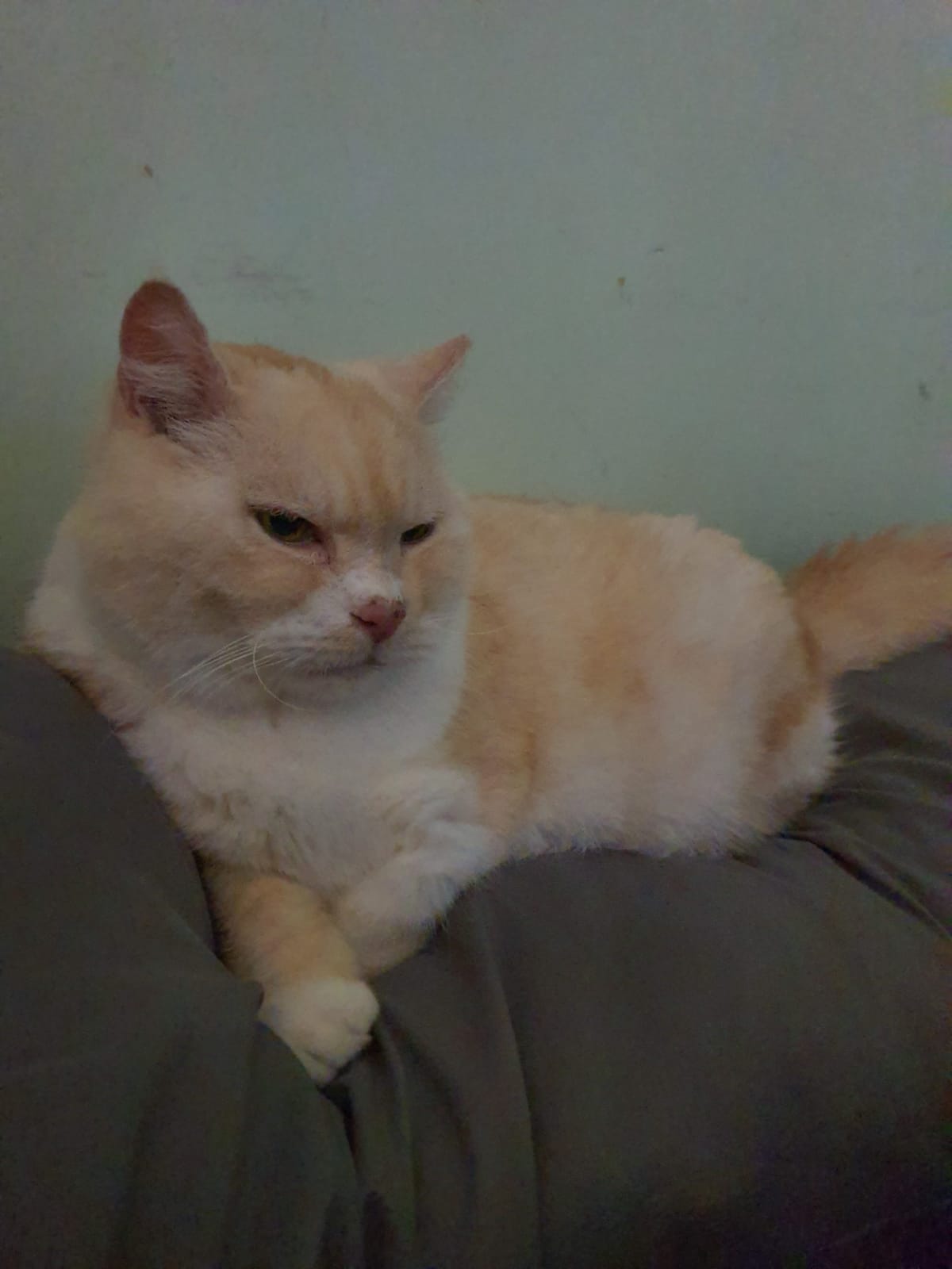 image-7