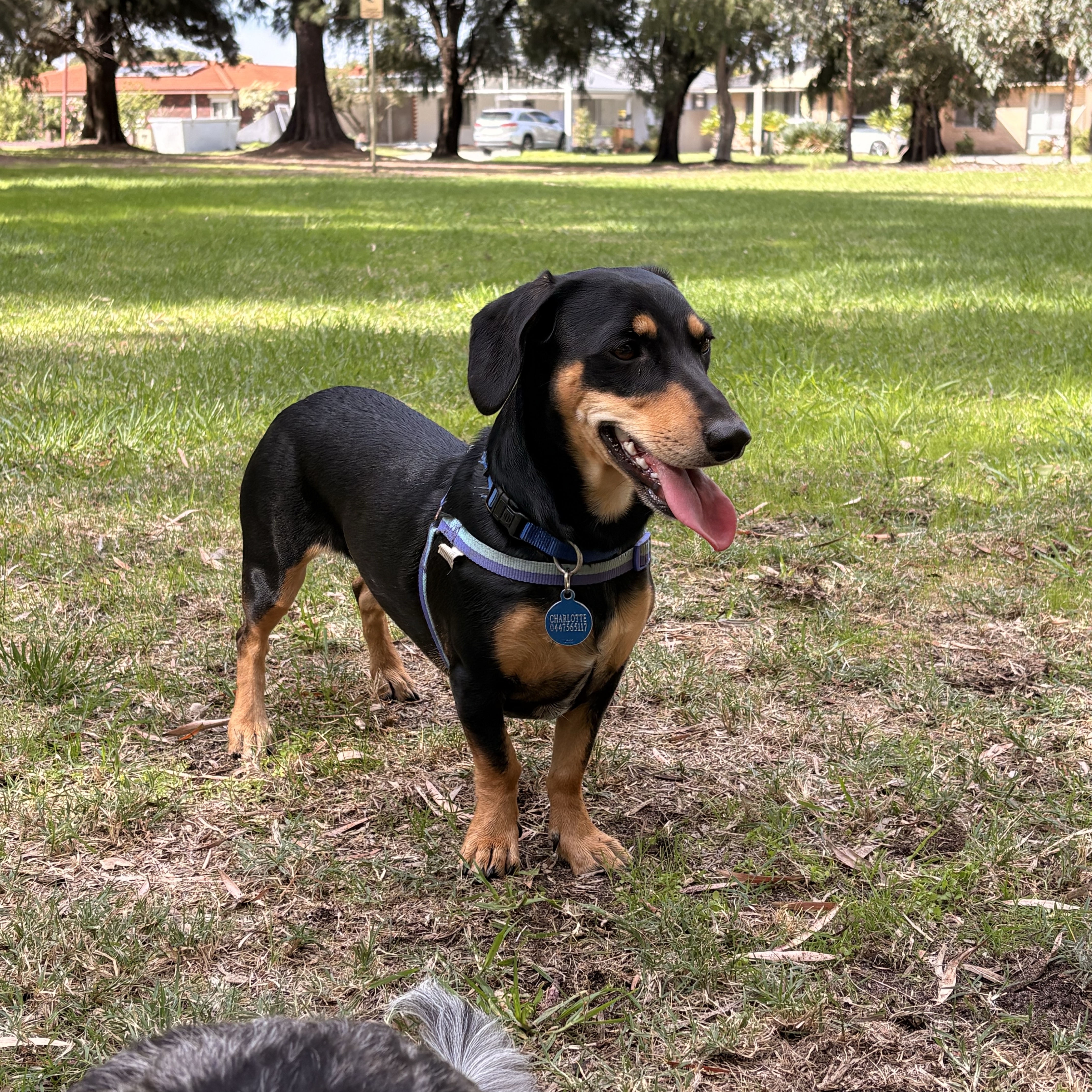 Leila