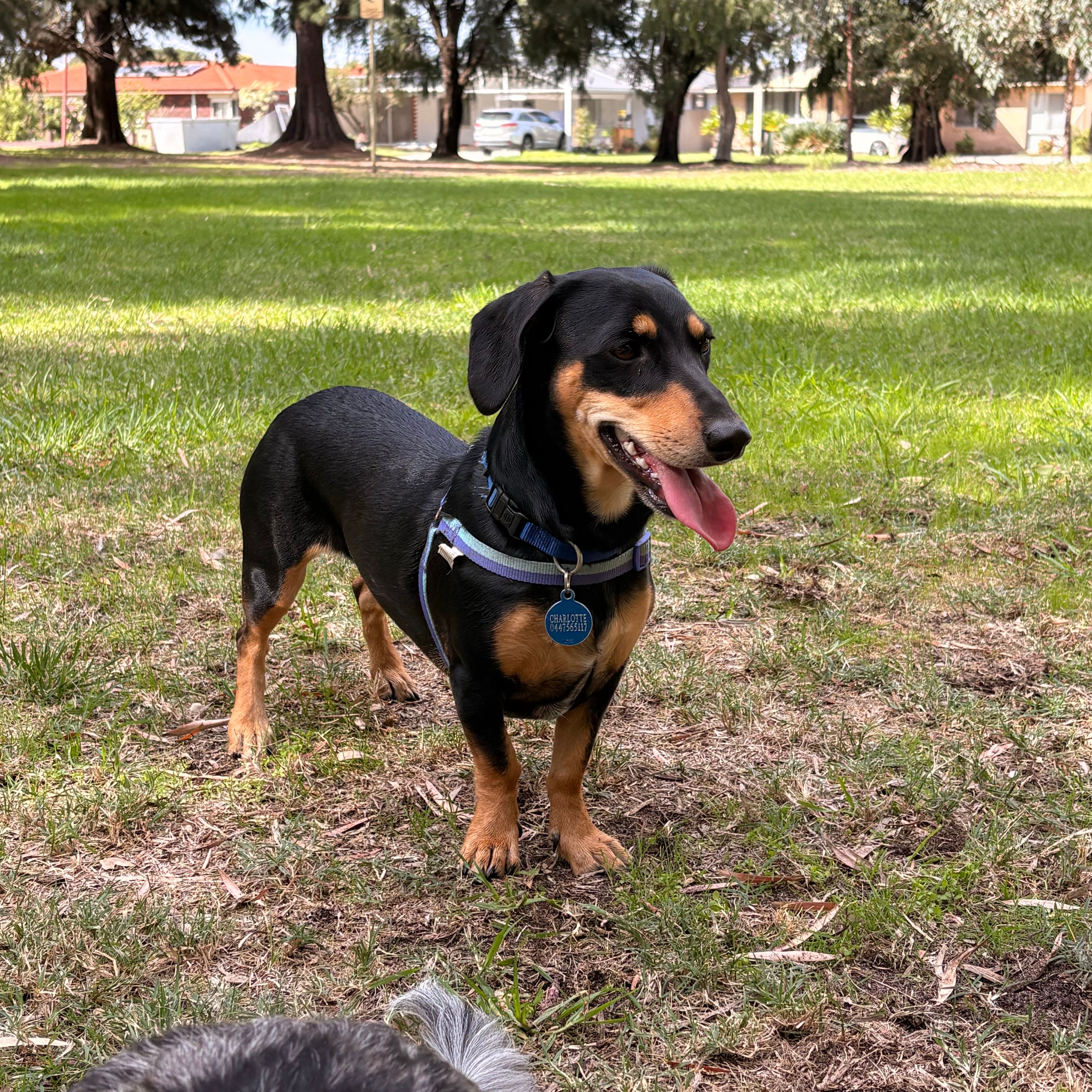 Leila