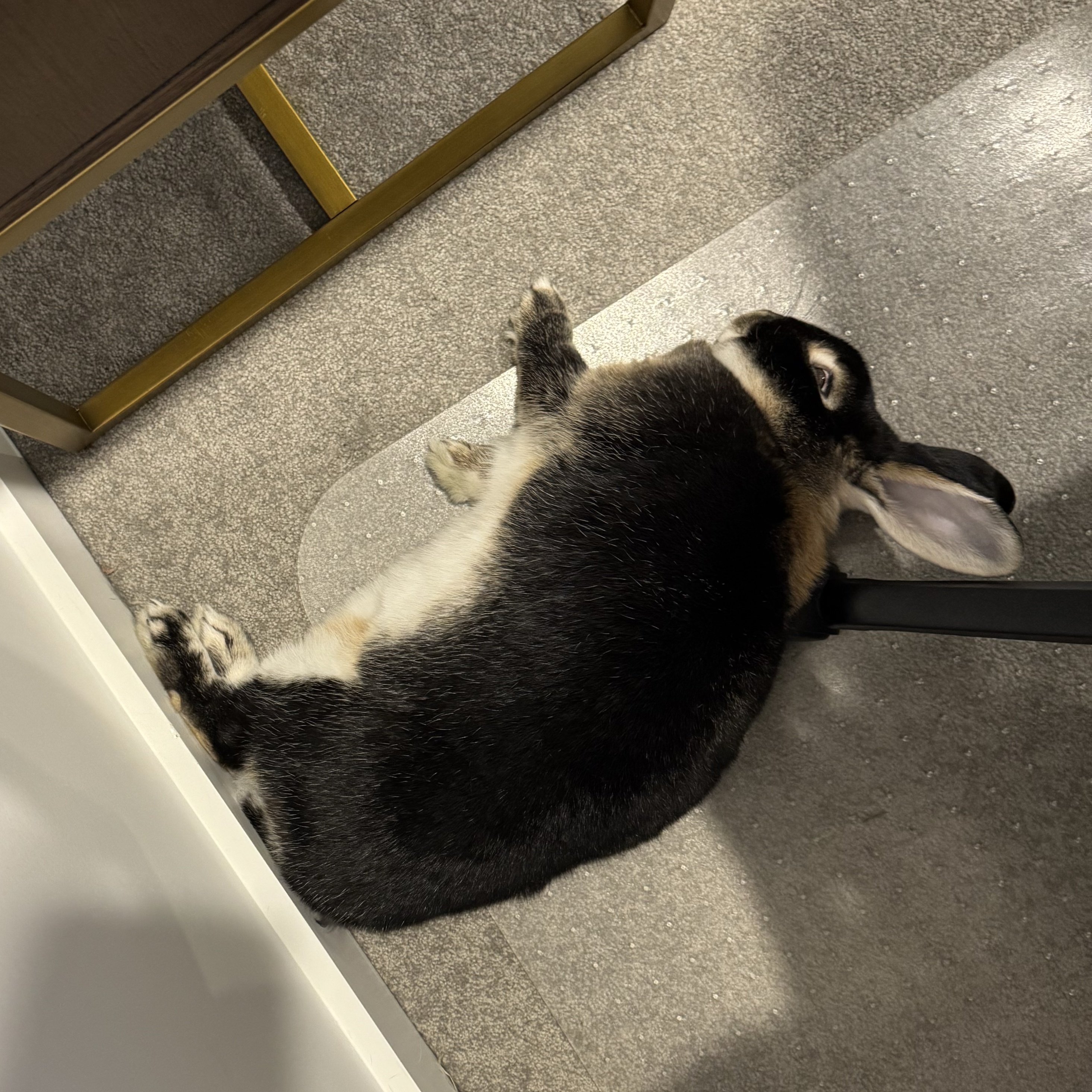 Flopsy