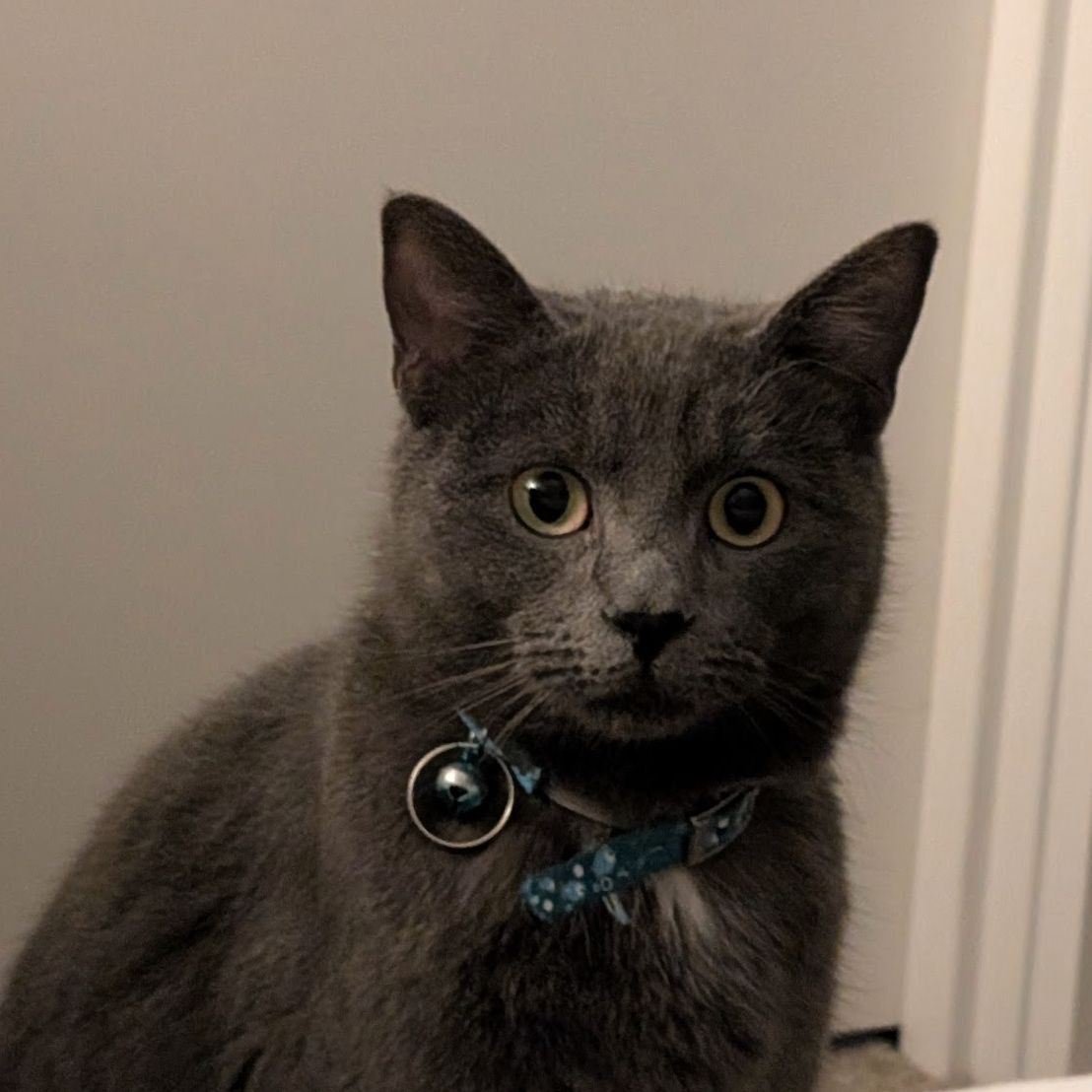 Mochi
