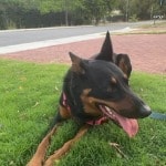 Kelpi
