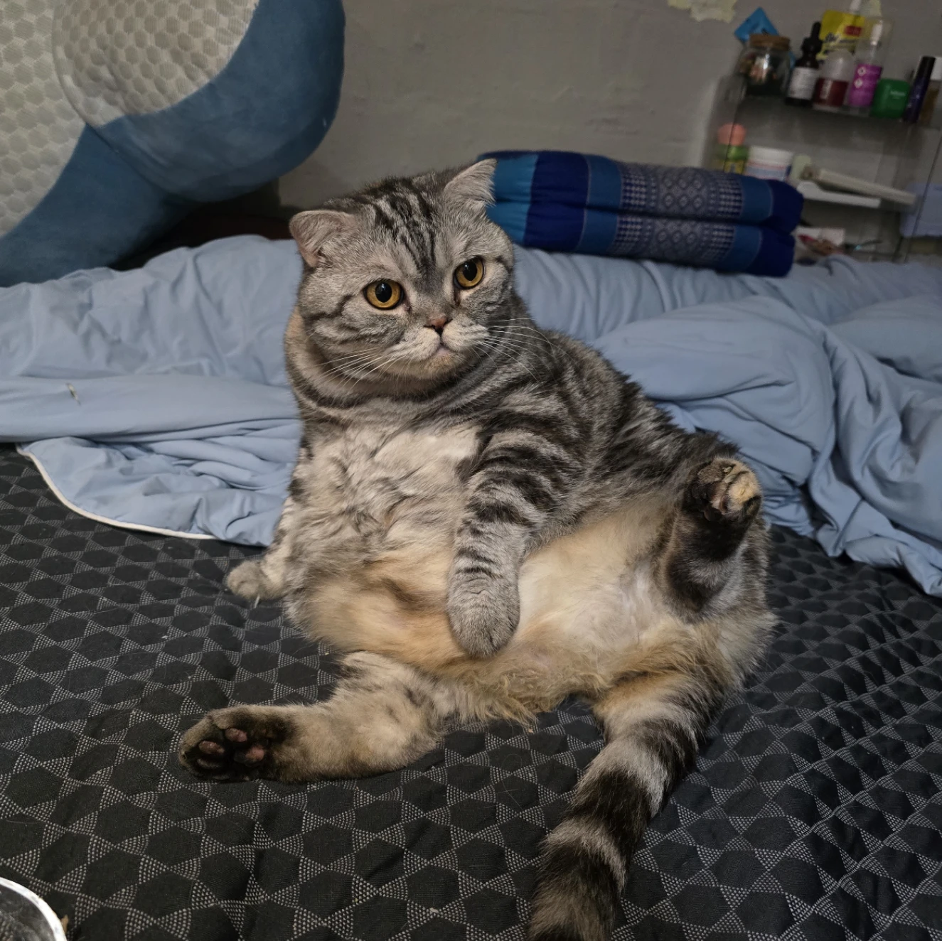 Lele