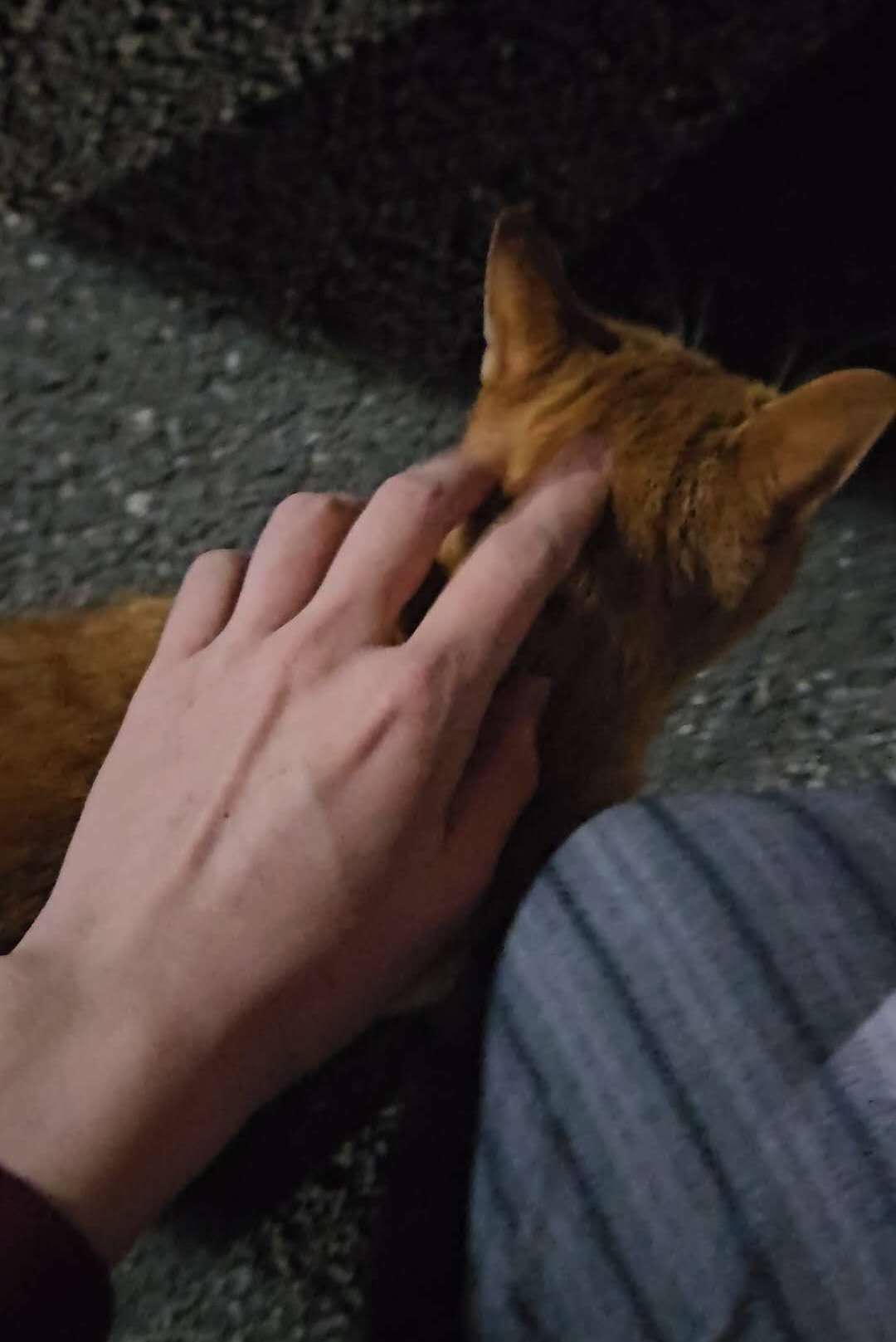 image-7