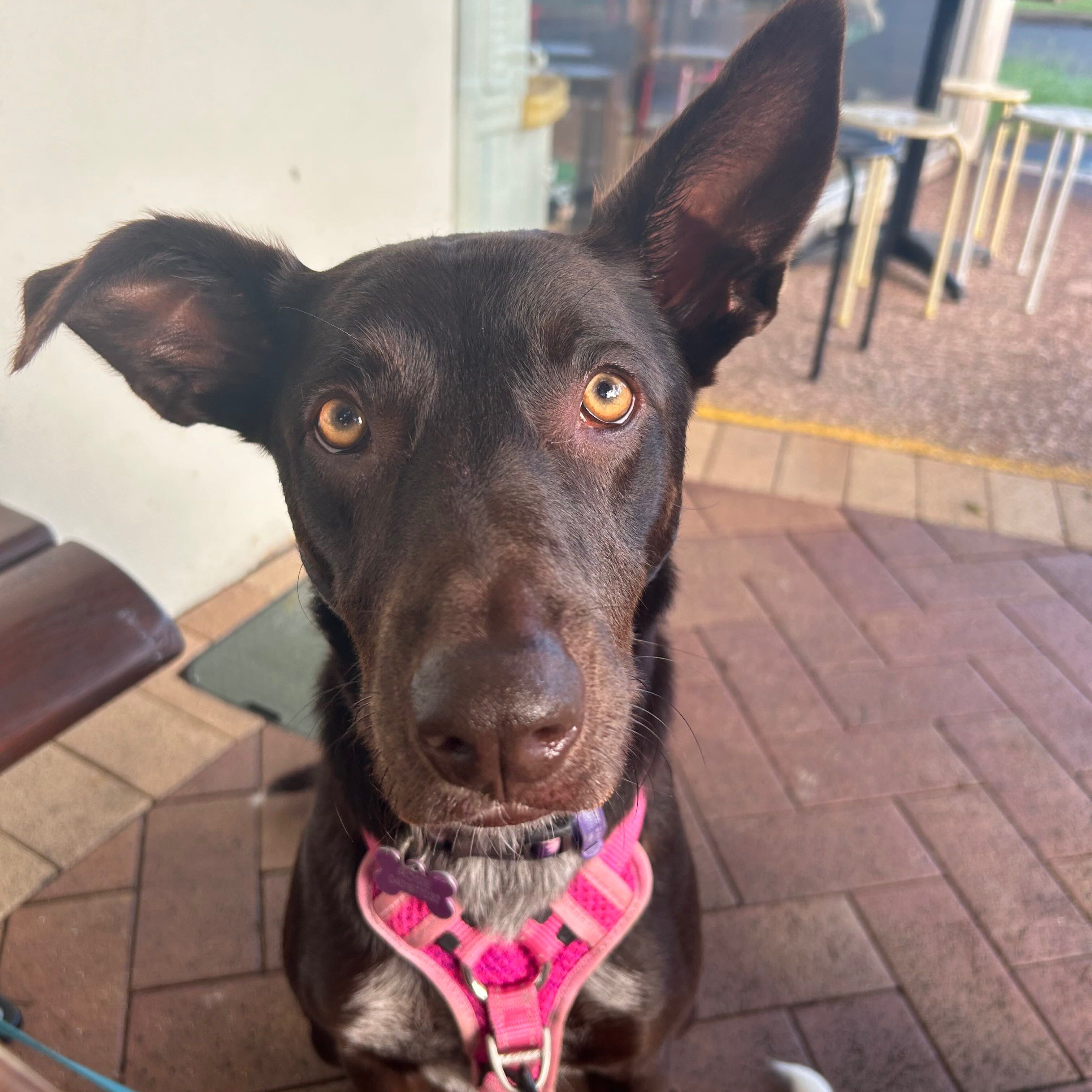 Rosie