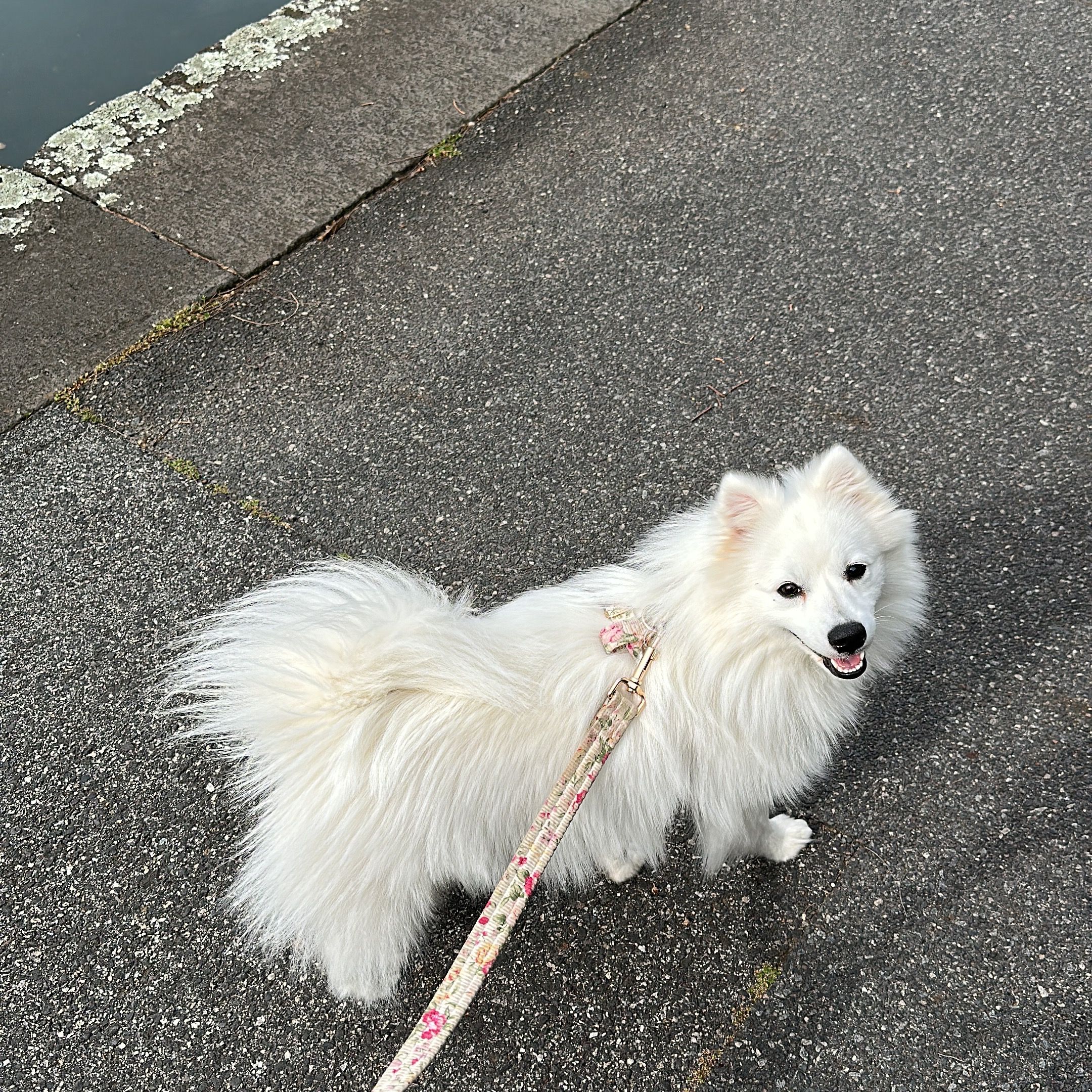Mochi