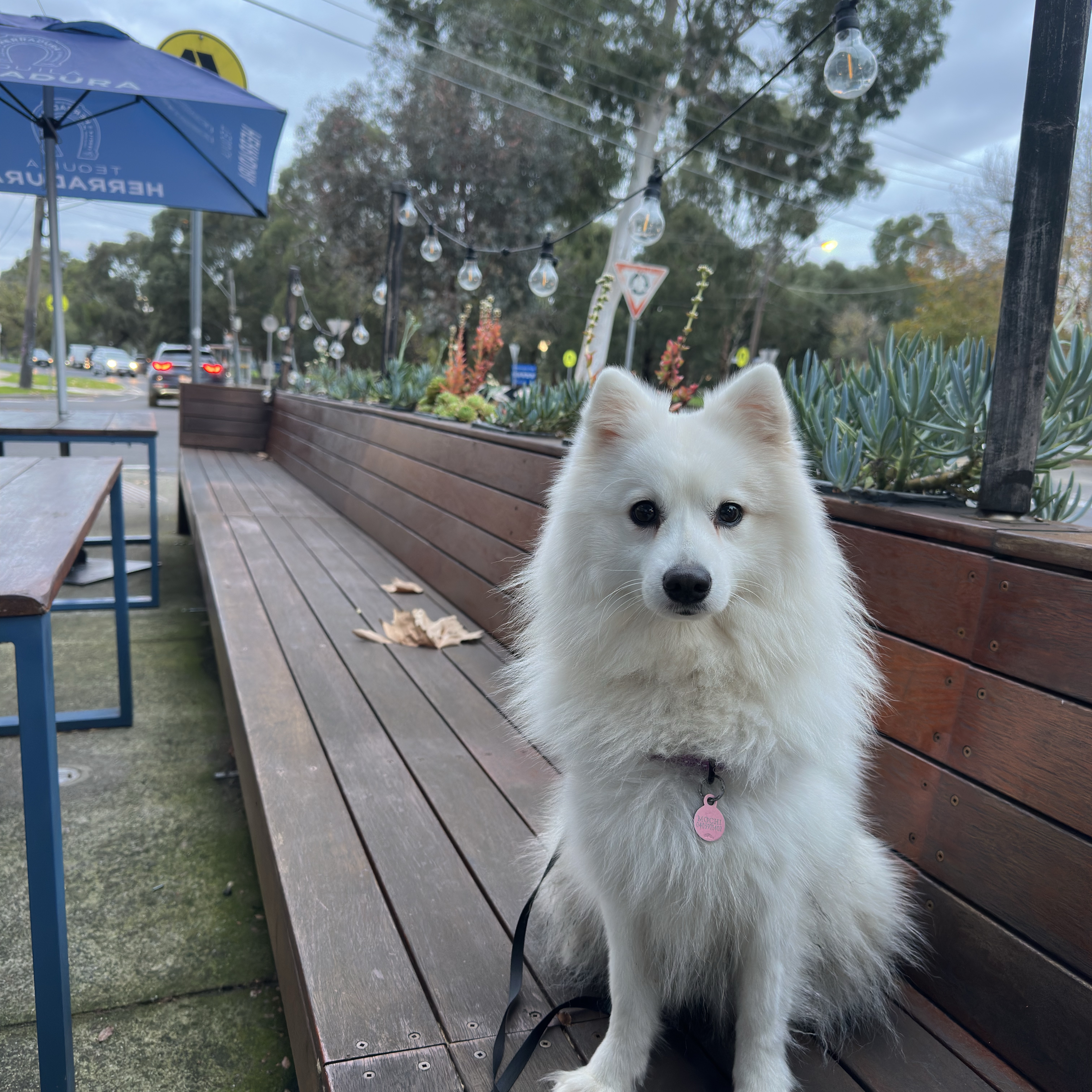 Mochi
