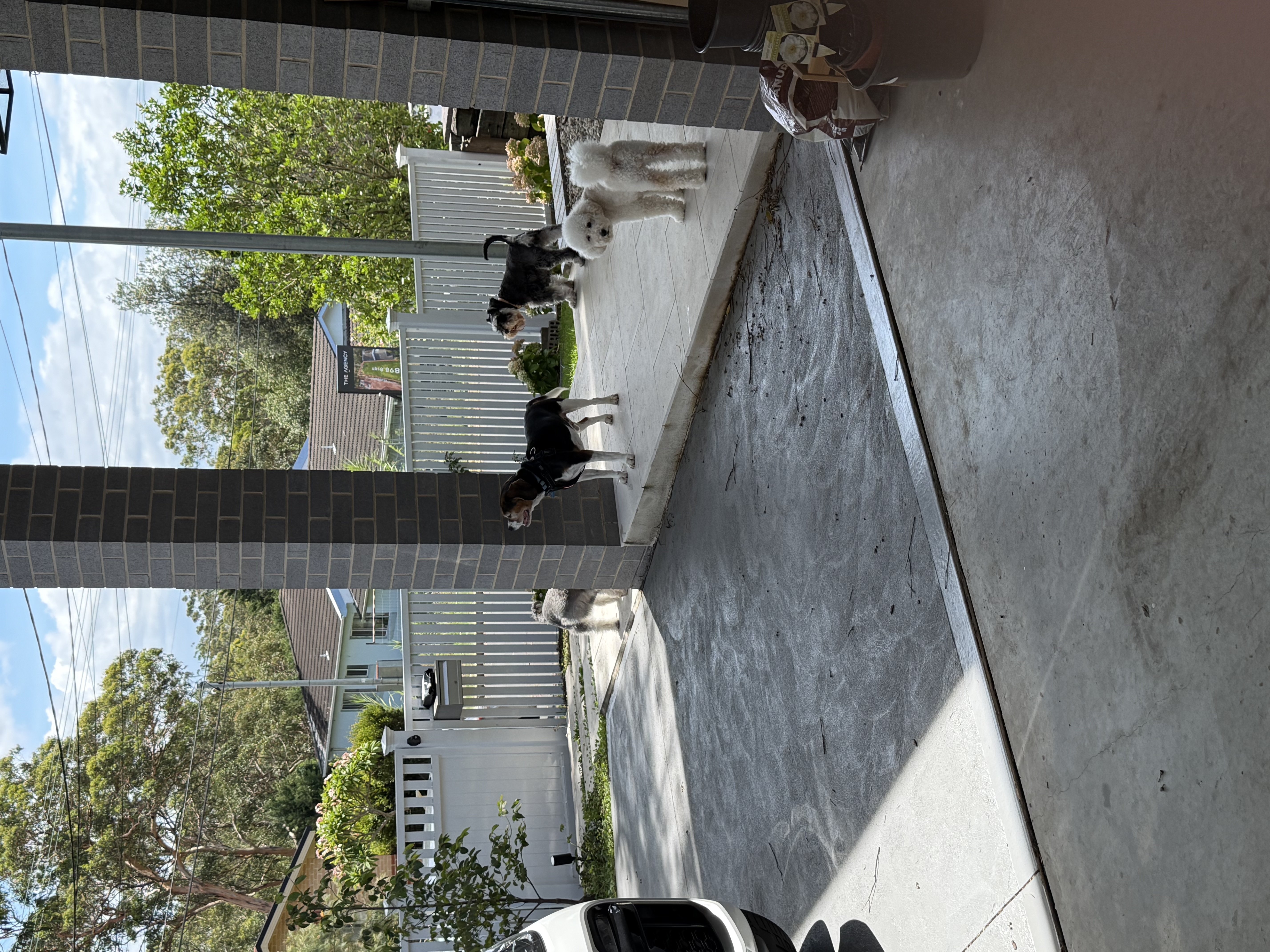 image-19