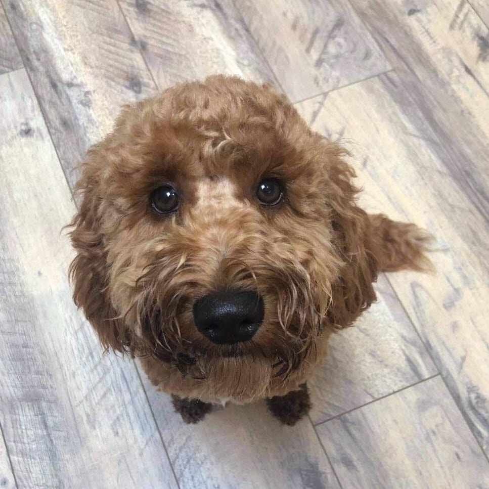 Benji