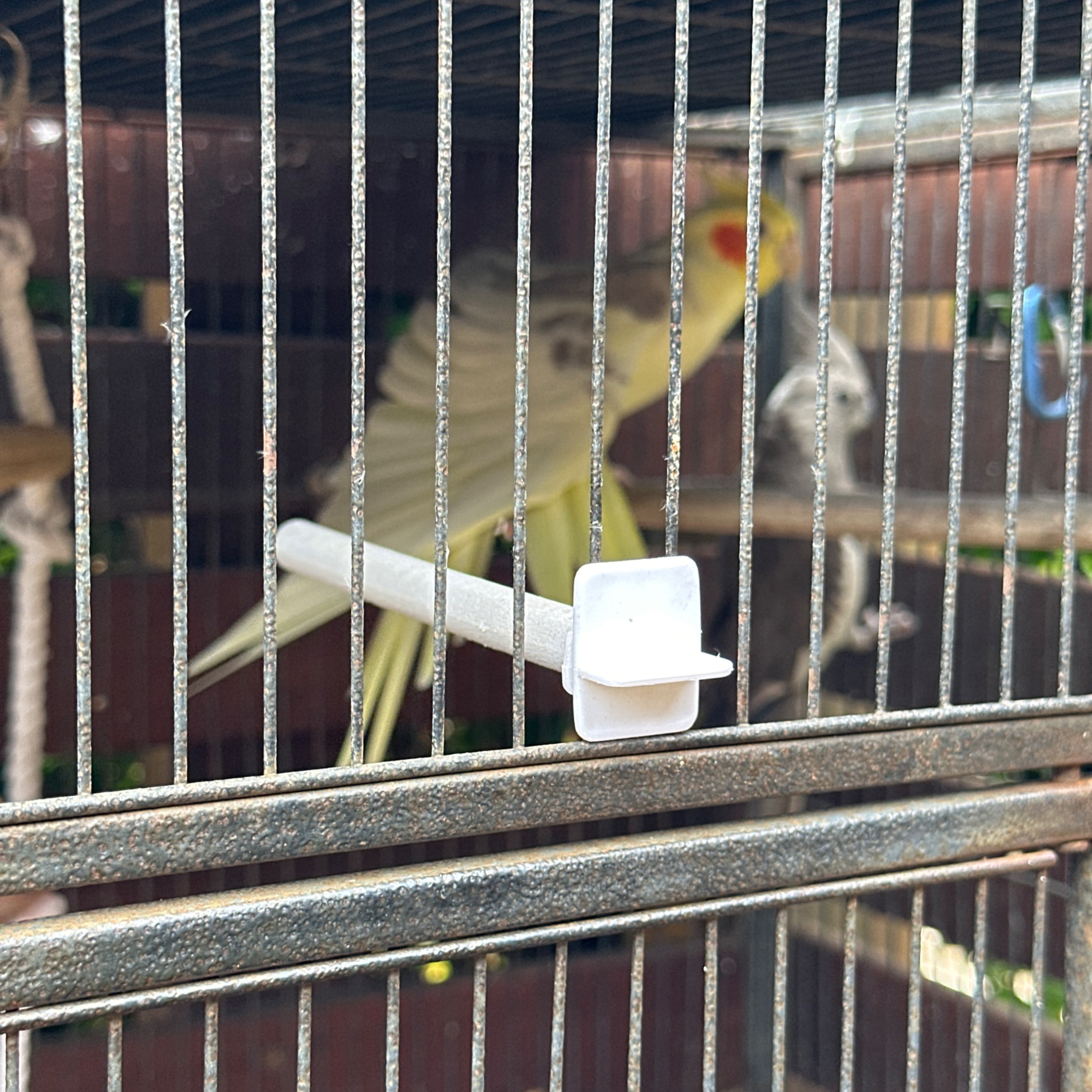 Budgies and Cockateils