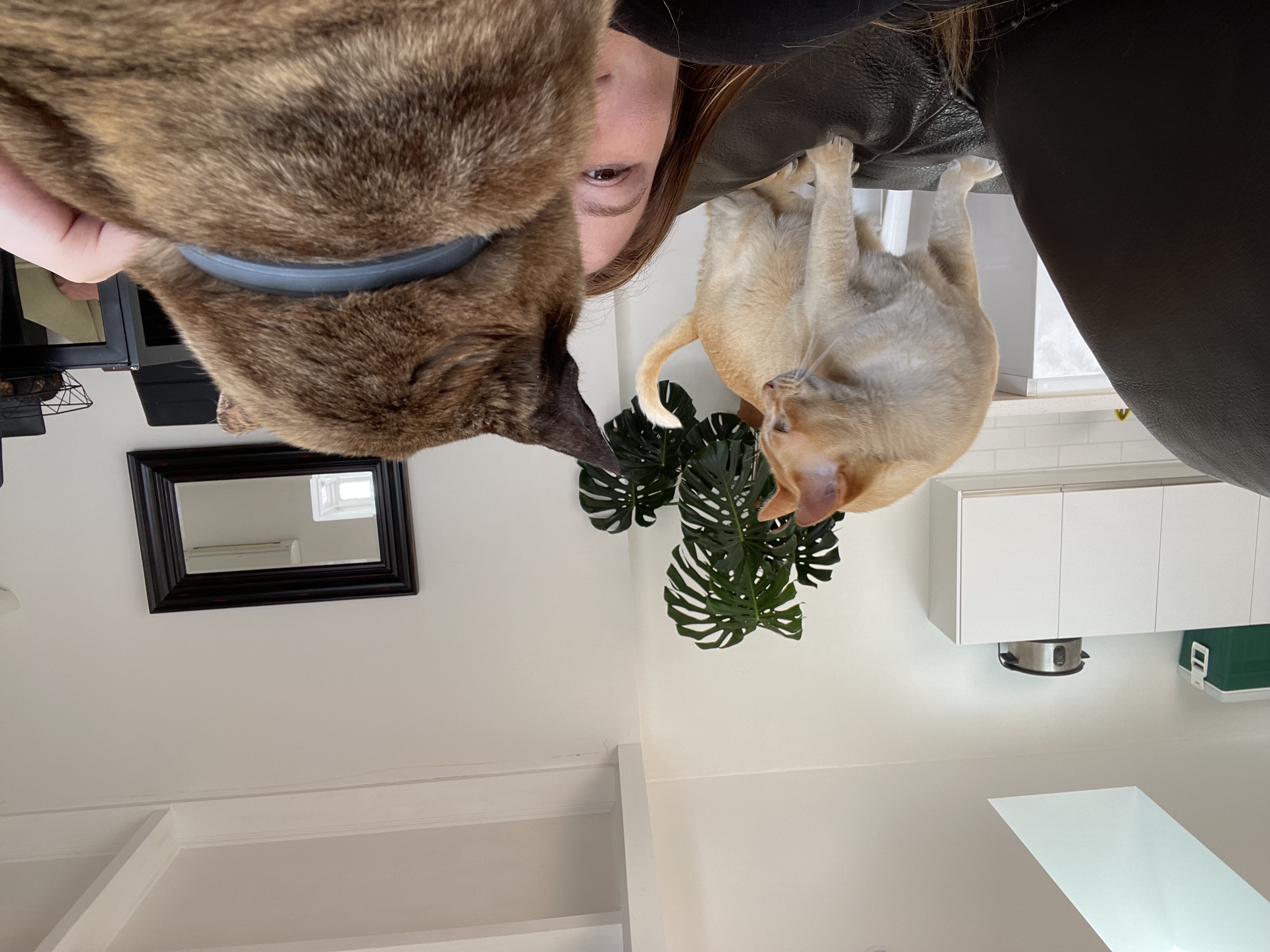 image-8