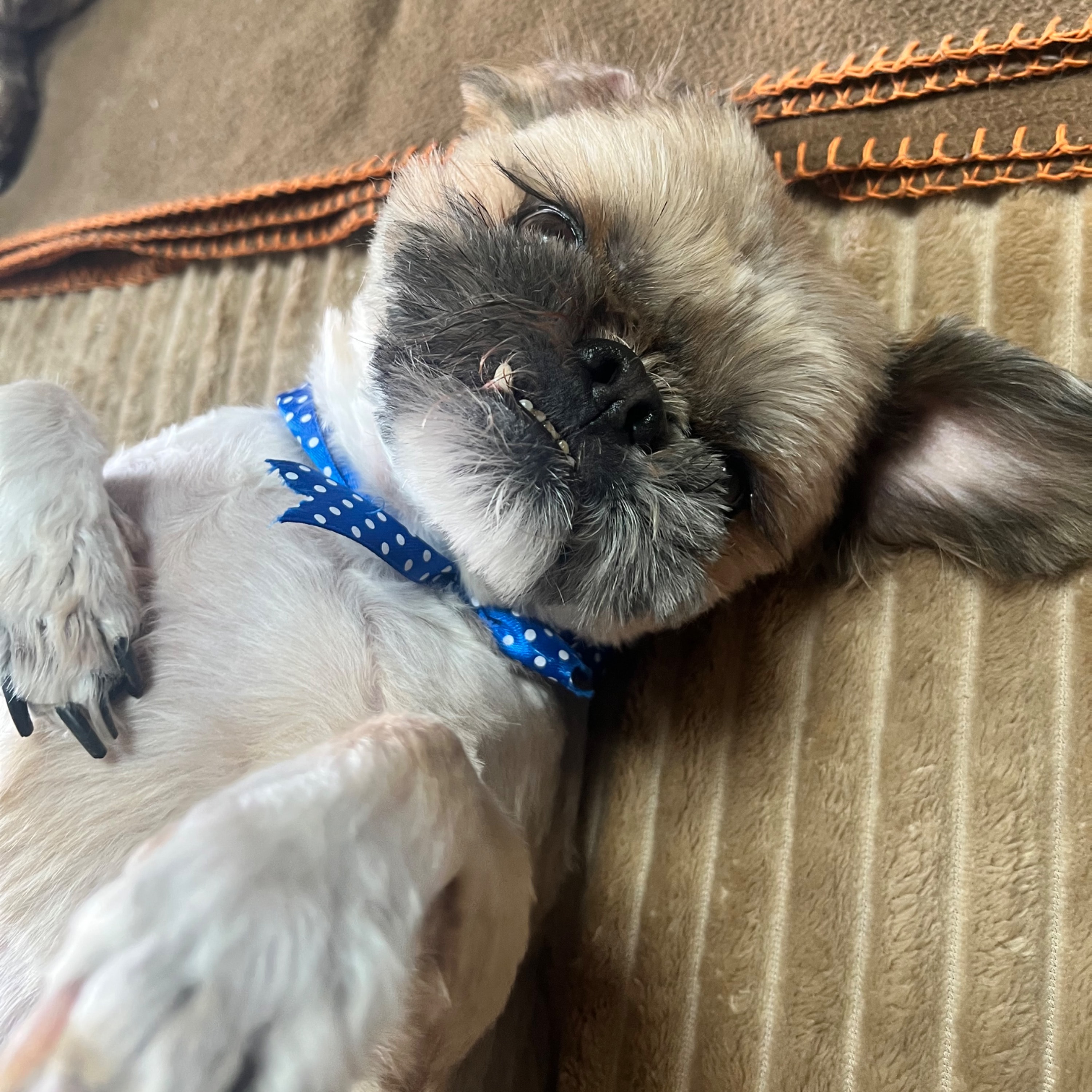 Oreo