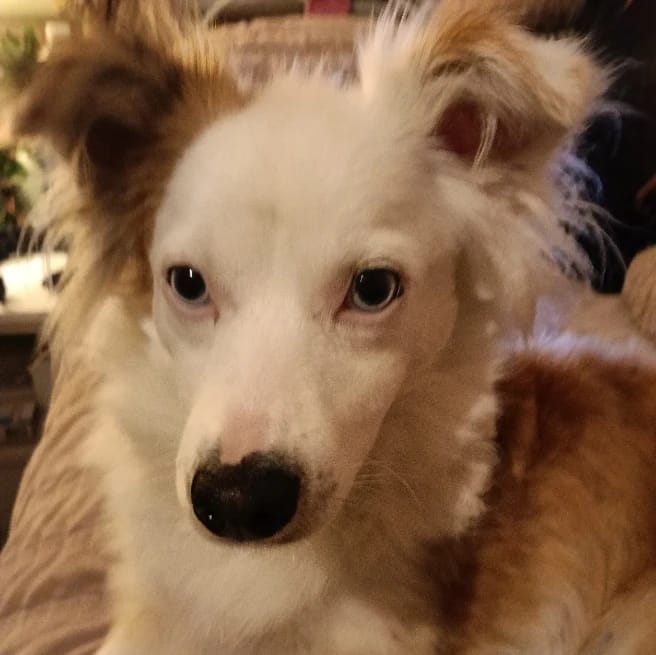 Louie