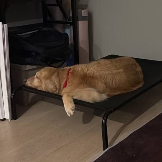 maya