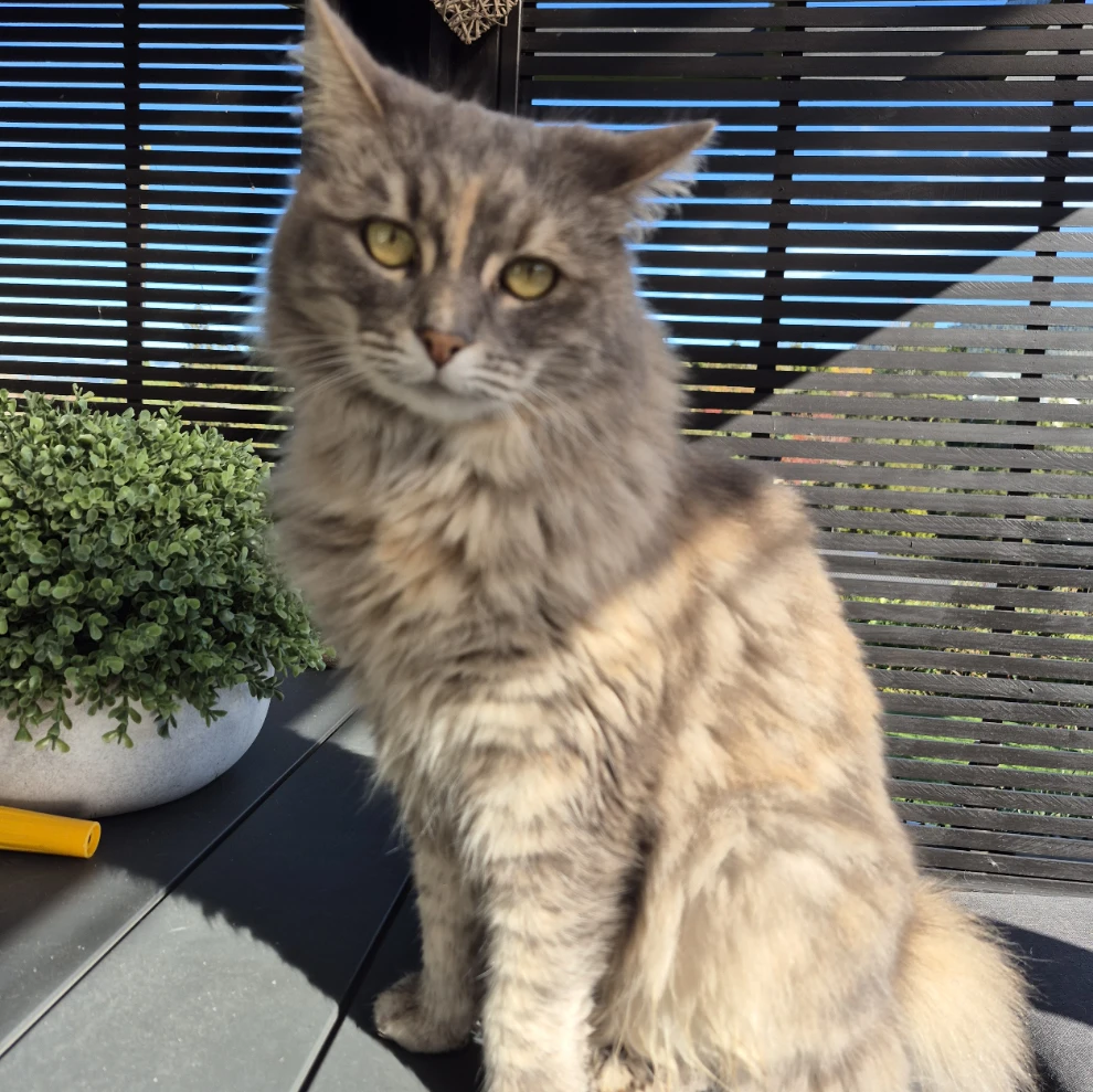 Gracie 