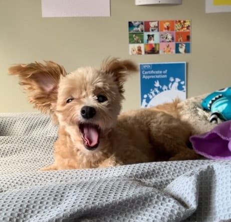 Charlie