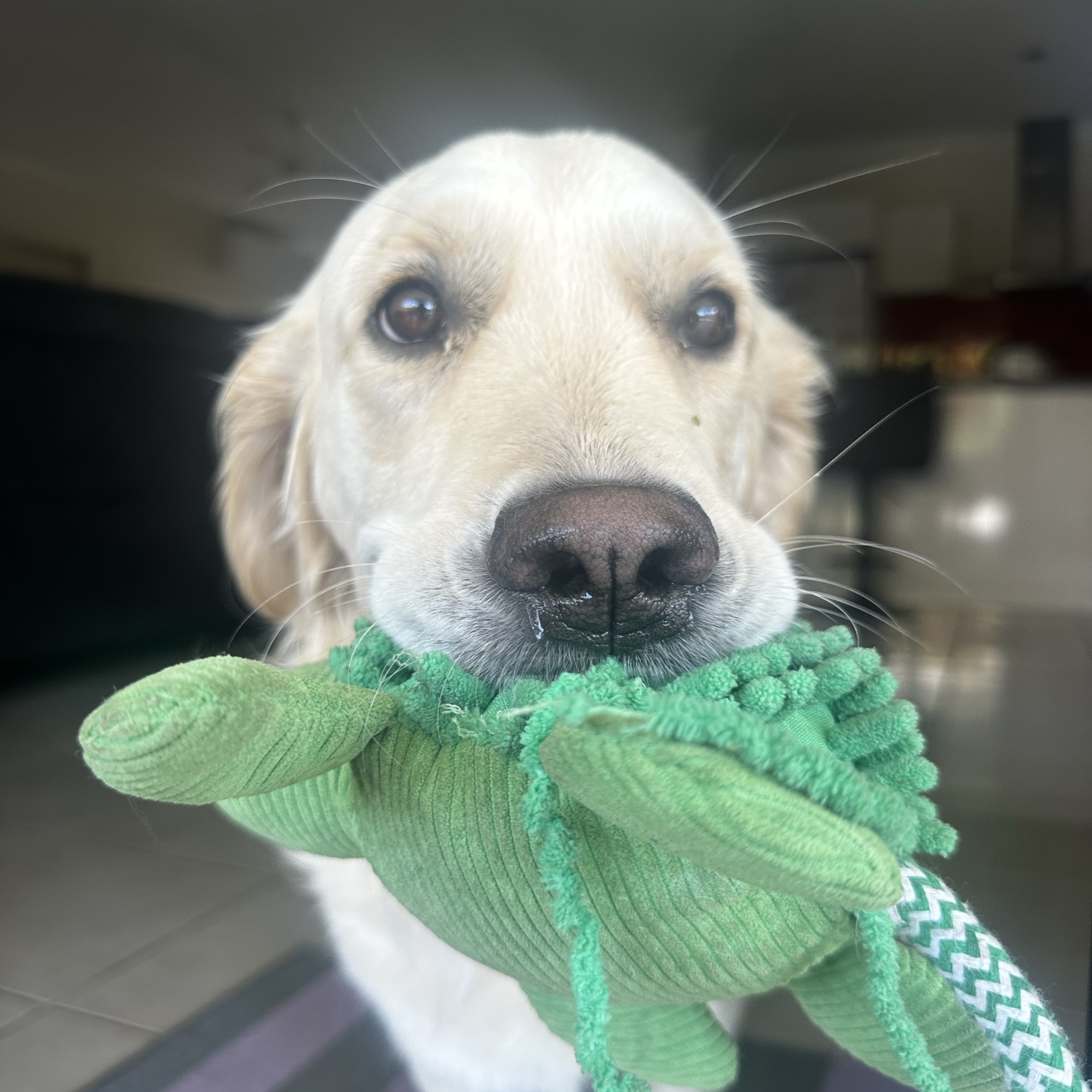 Pippa