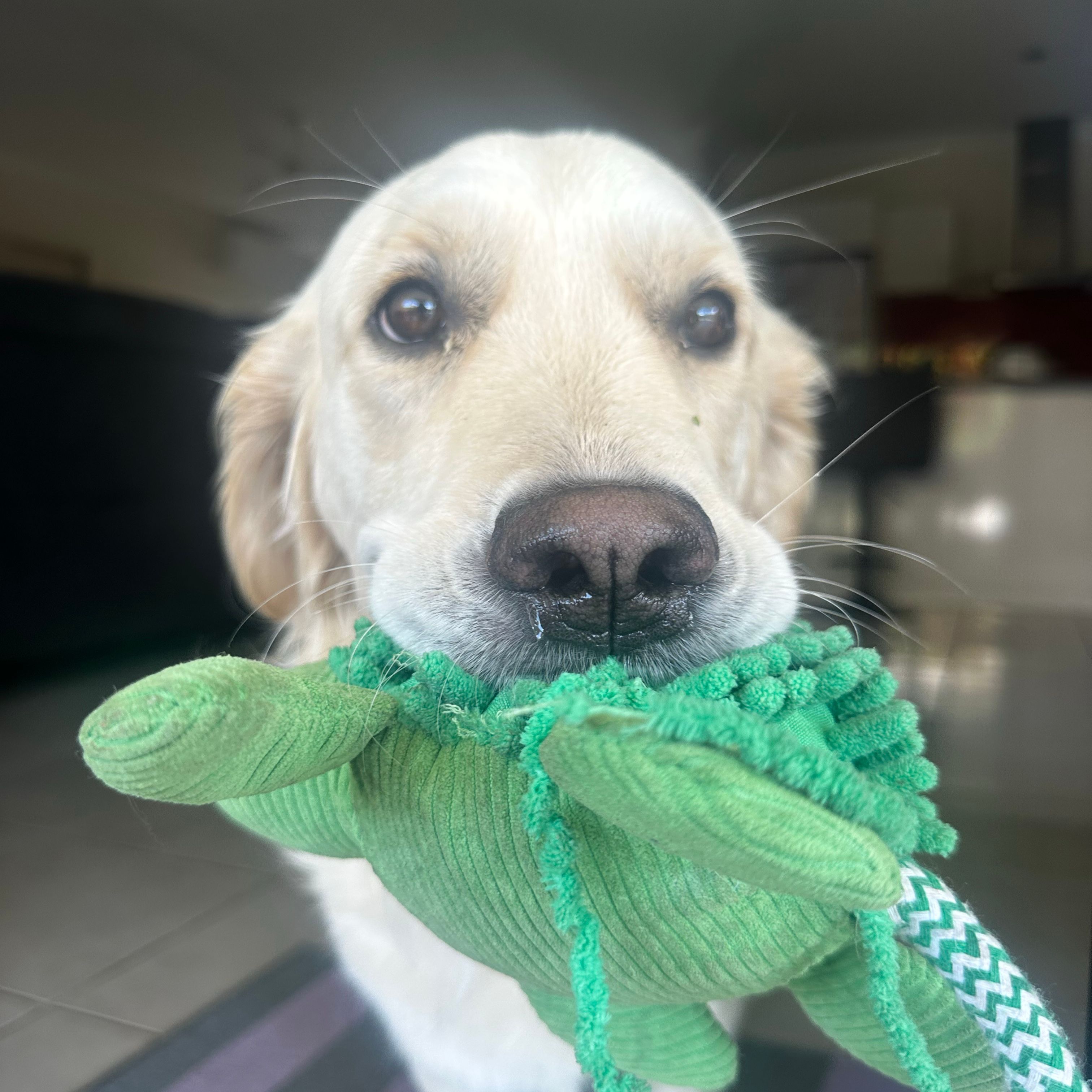 Pippa