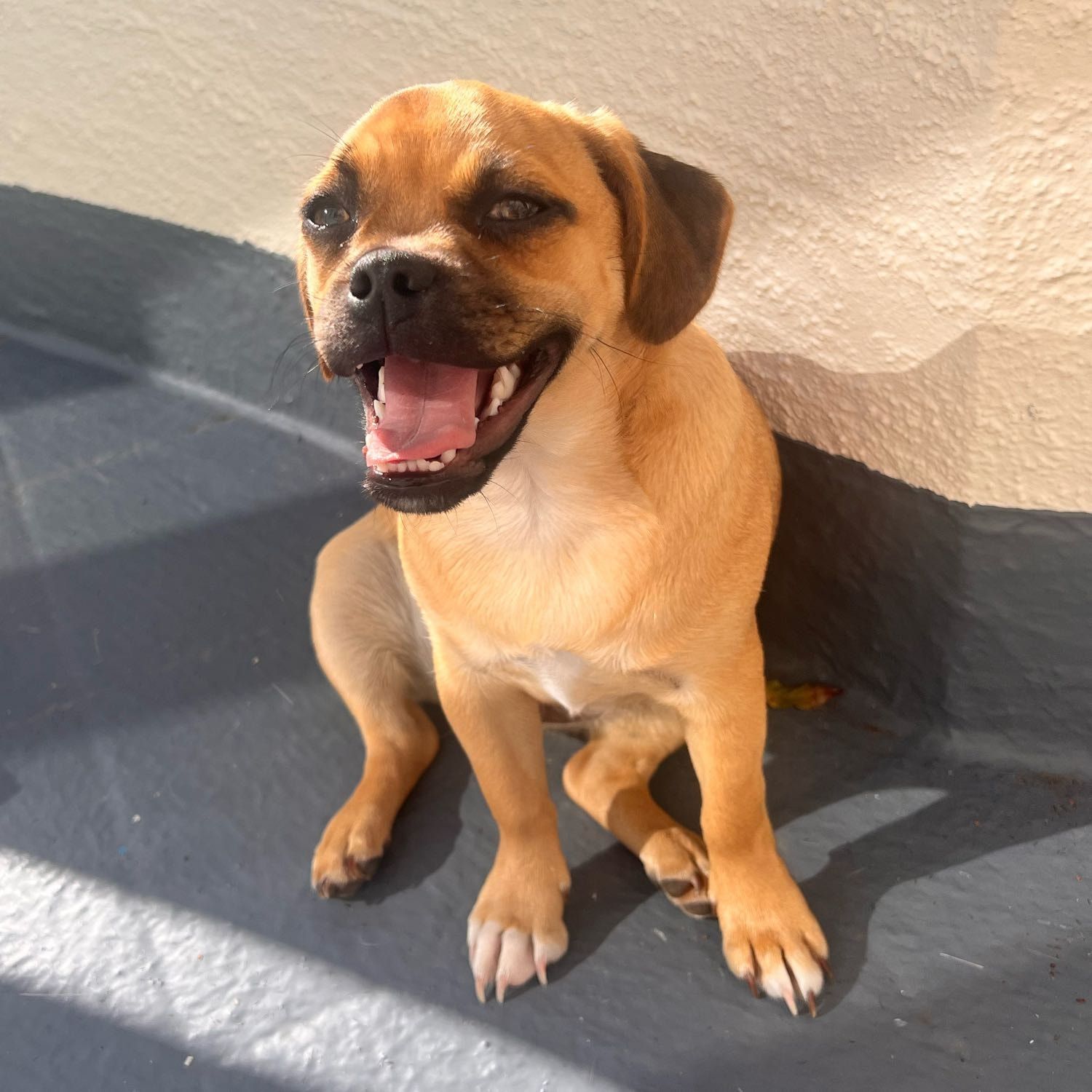 Louie