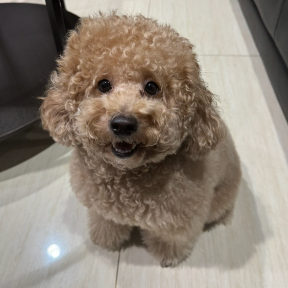 Toffee