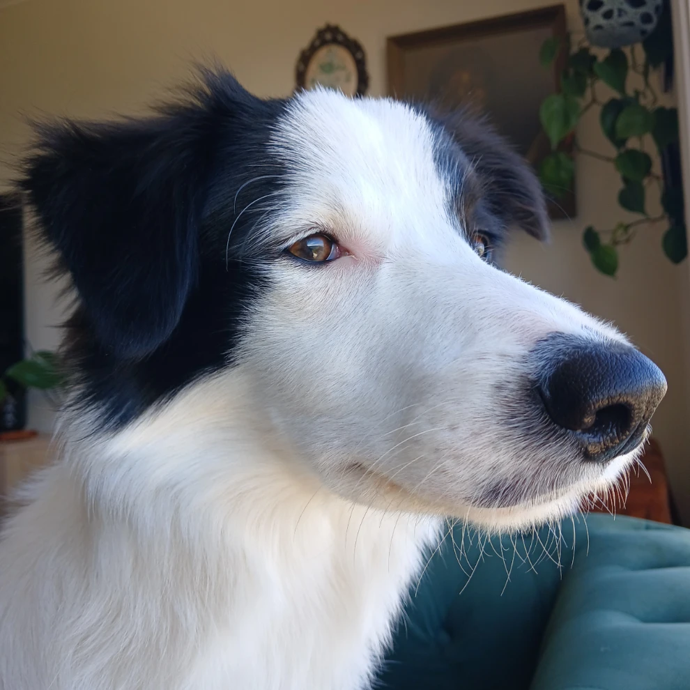 Sadie