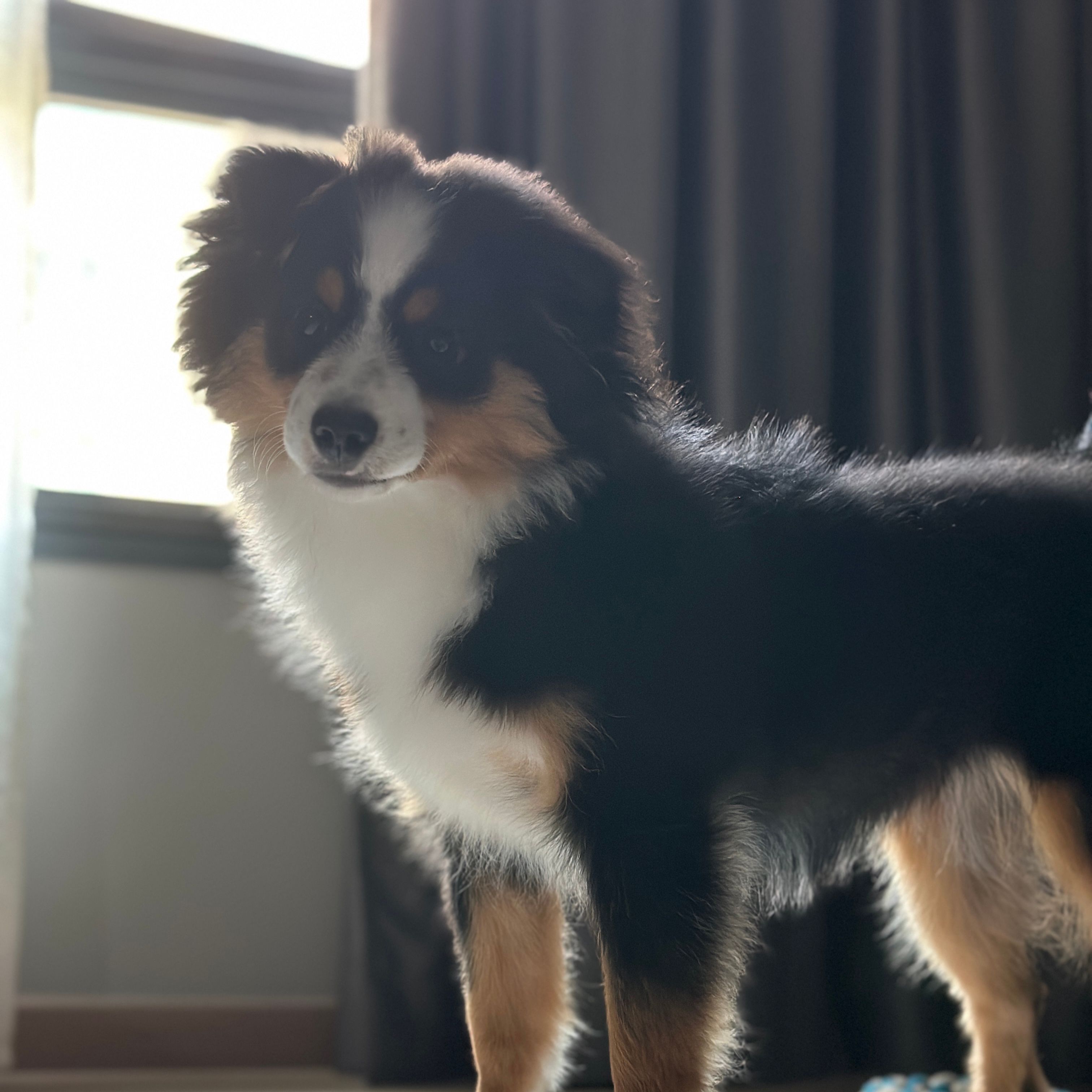 koda