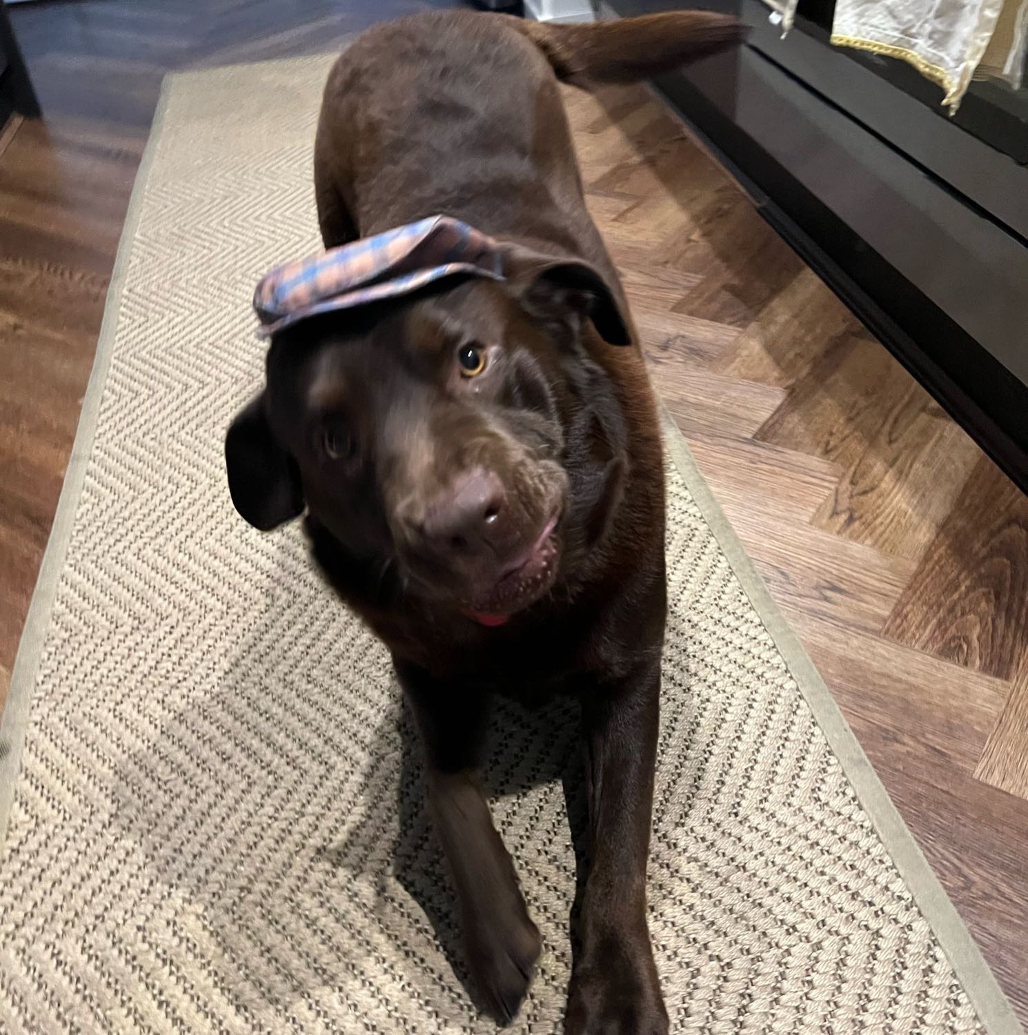 Milo